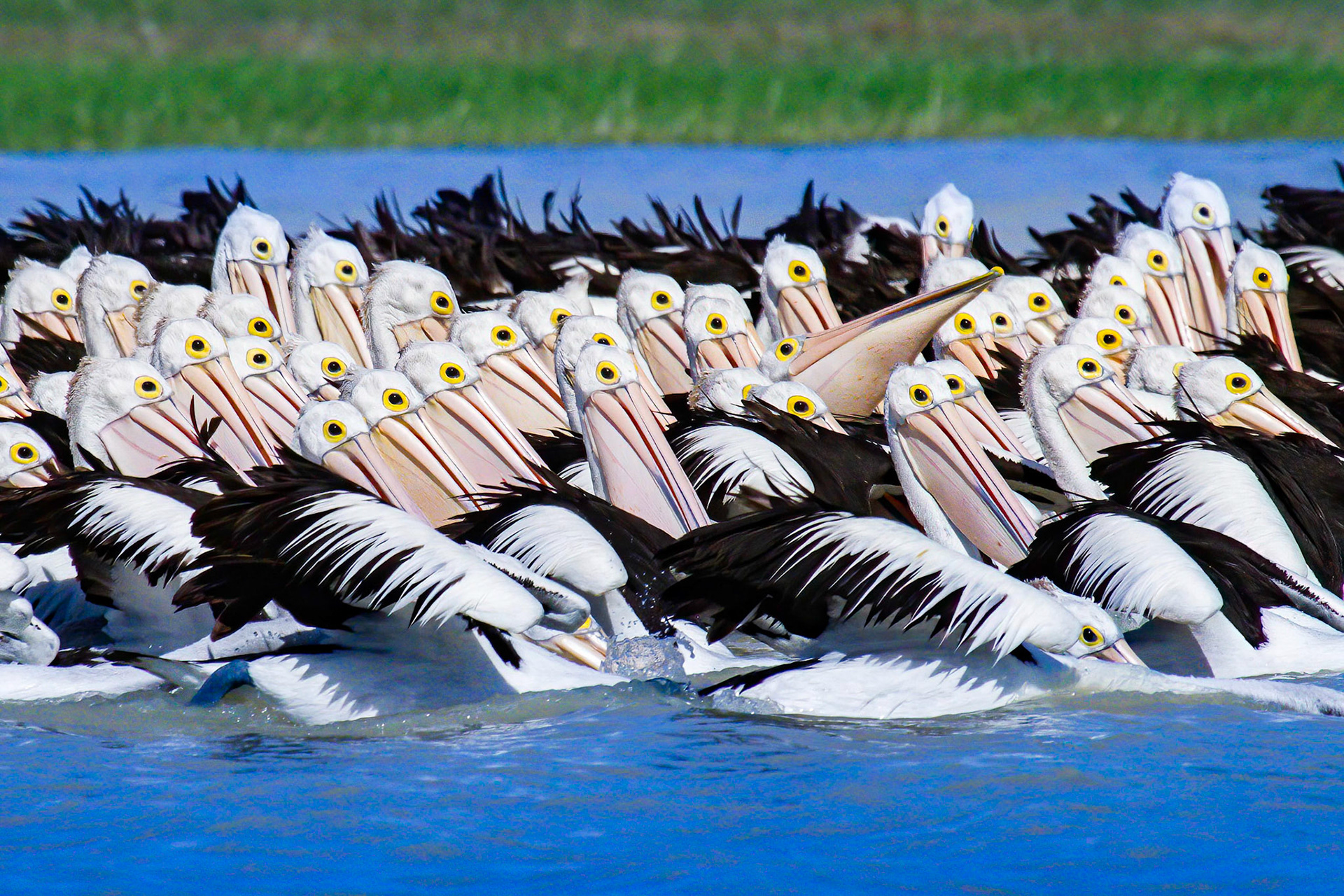 Pelicans on Parade NT