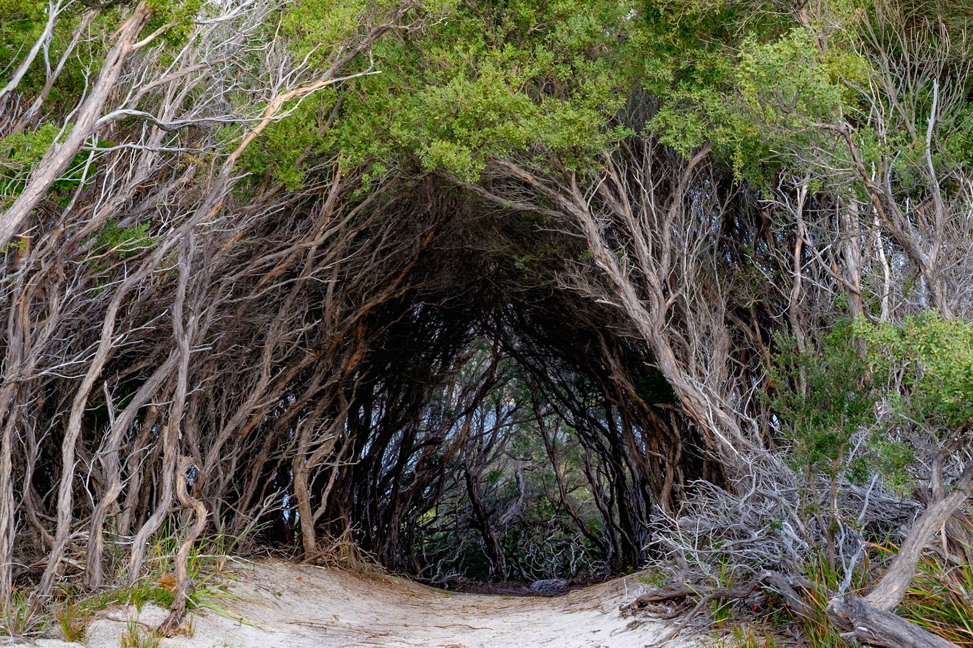 Bracken Tunnel