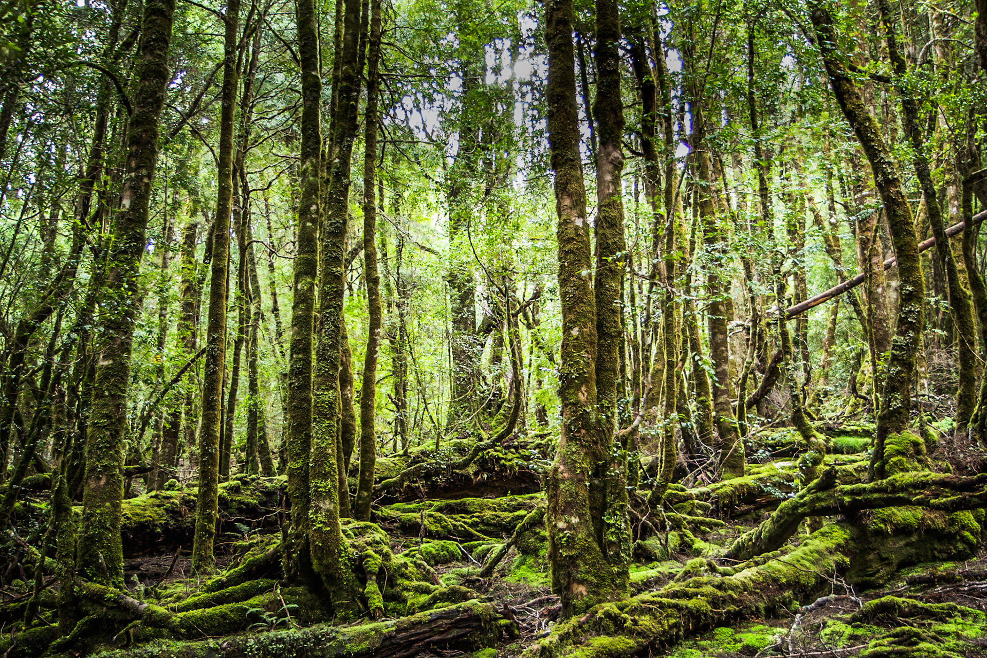 Captain Billy's Cradle Mt TAS