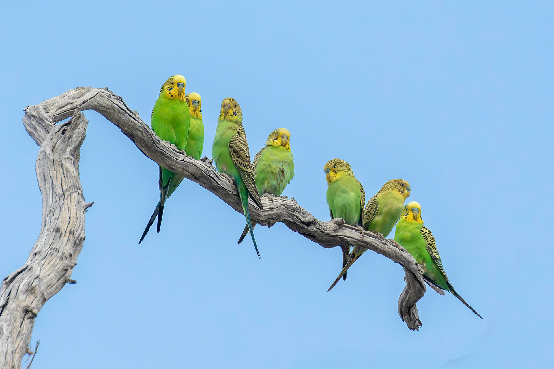 Perched Budgies