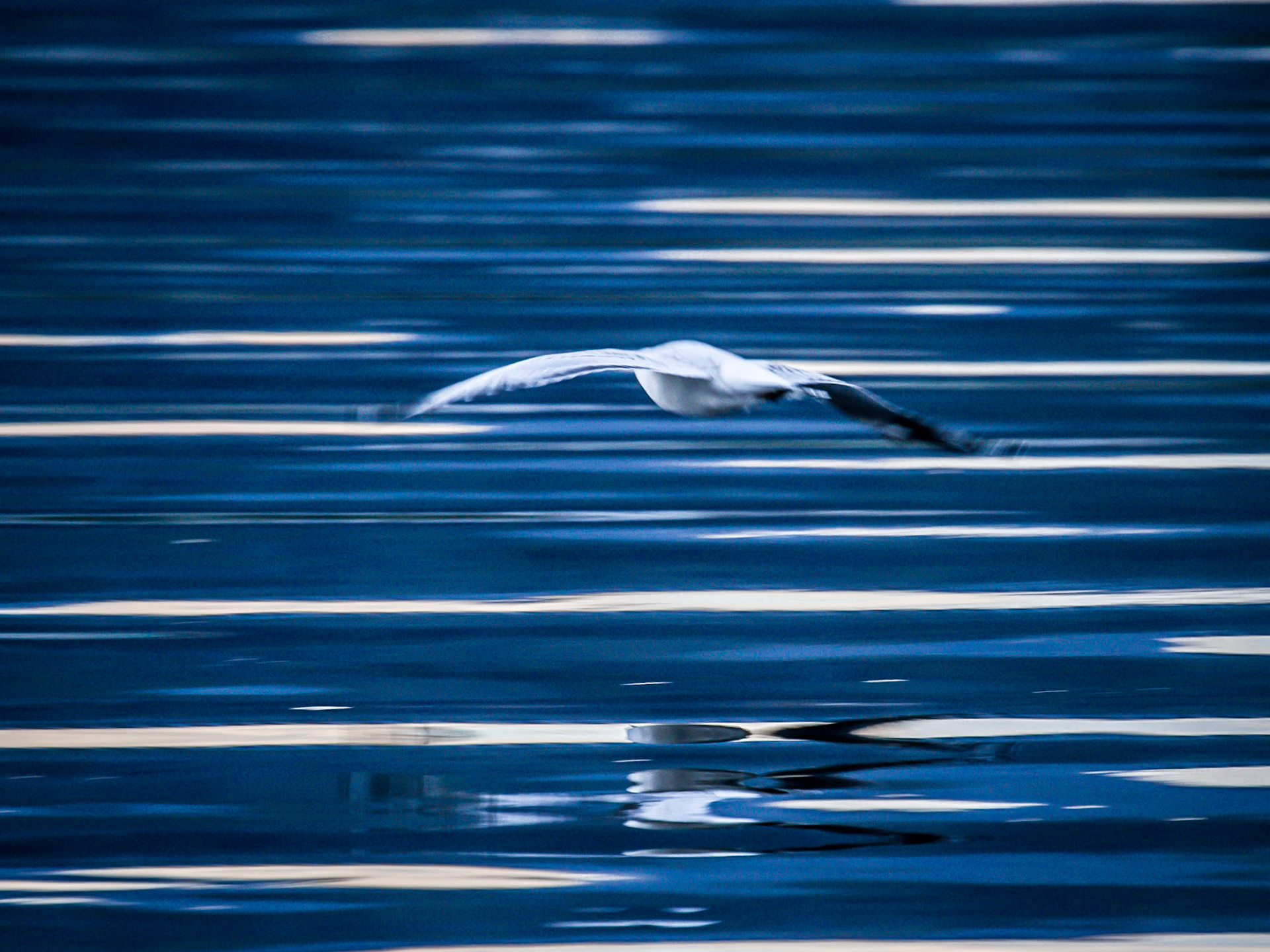 Silver Gull - Franklin River TAS