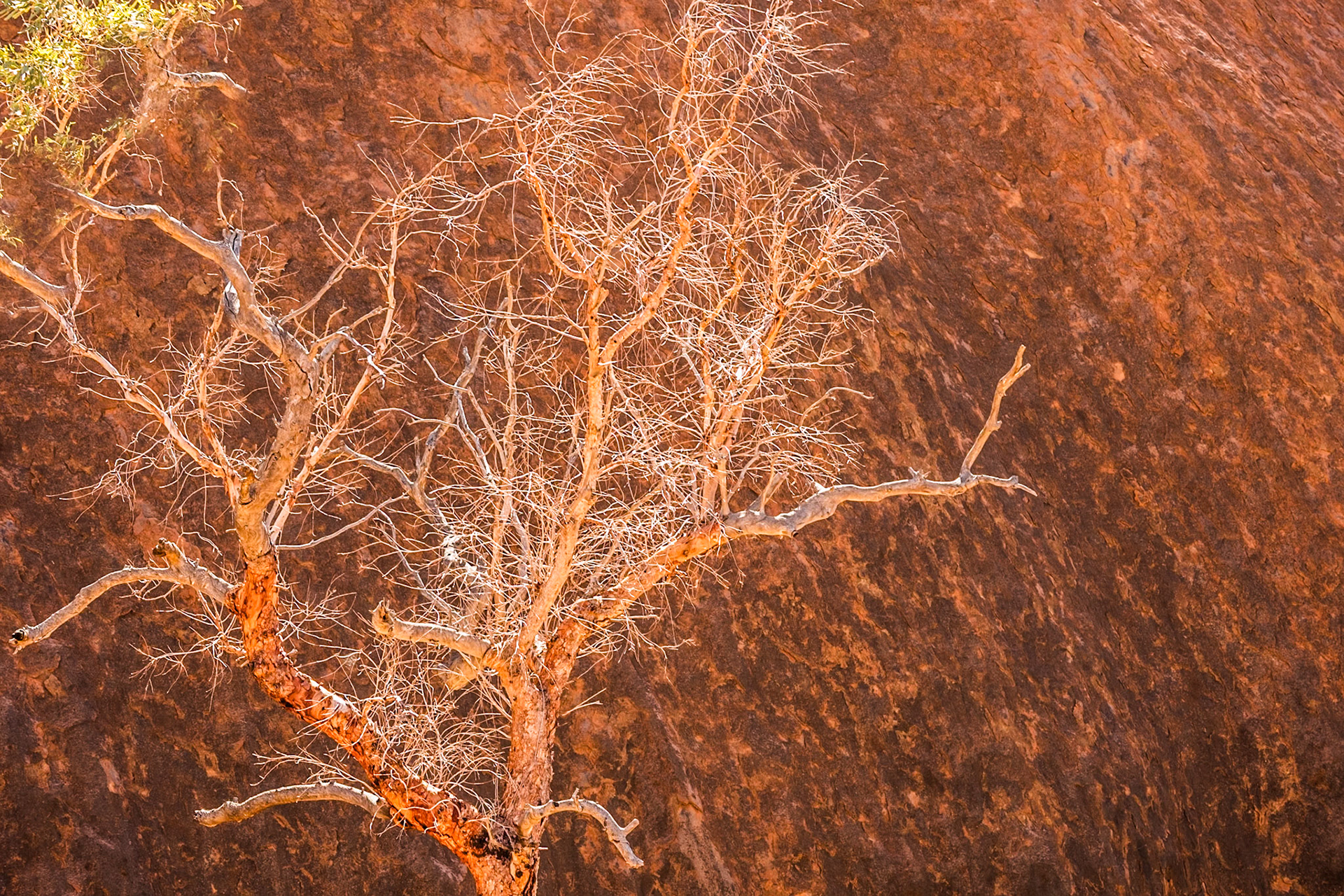 Uluru Flora Walk