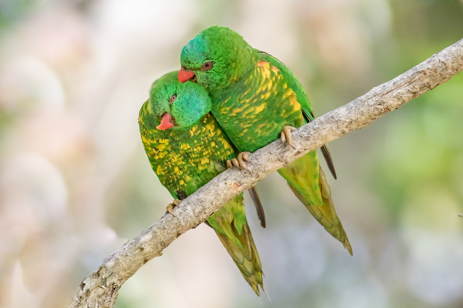 Scaly-breasted Lorikeet