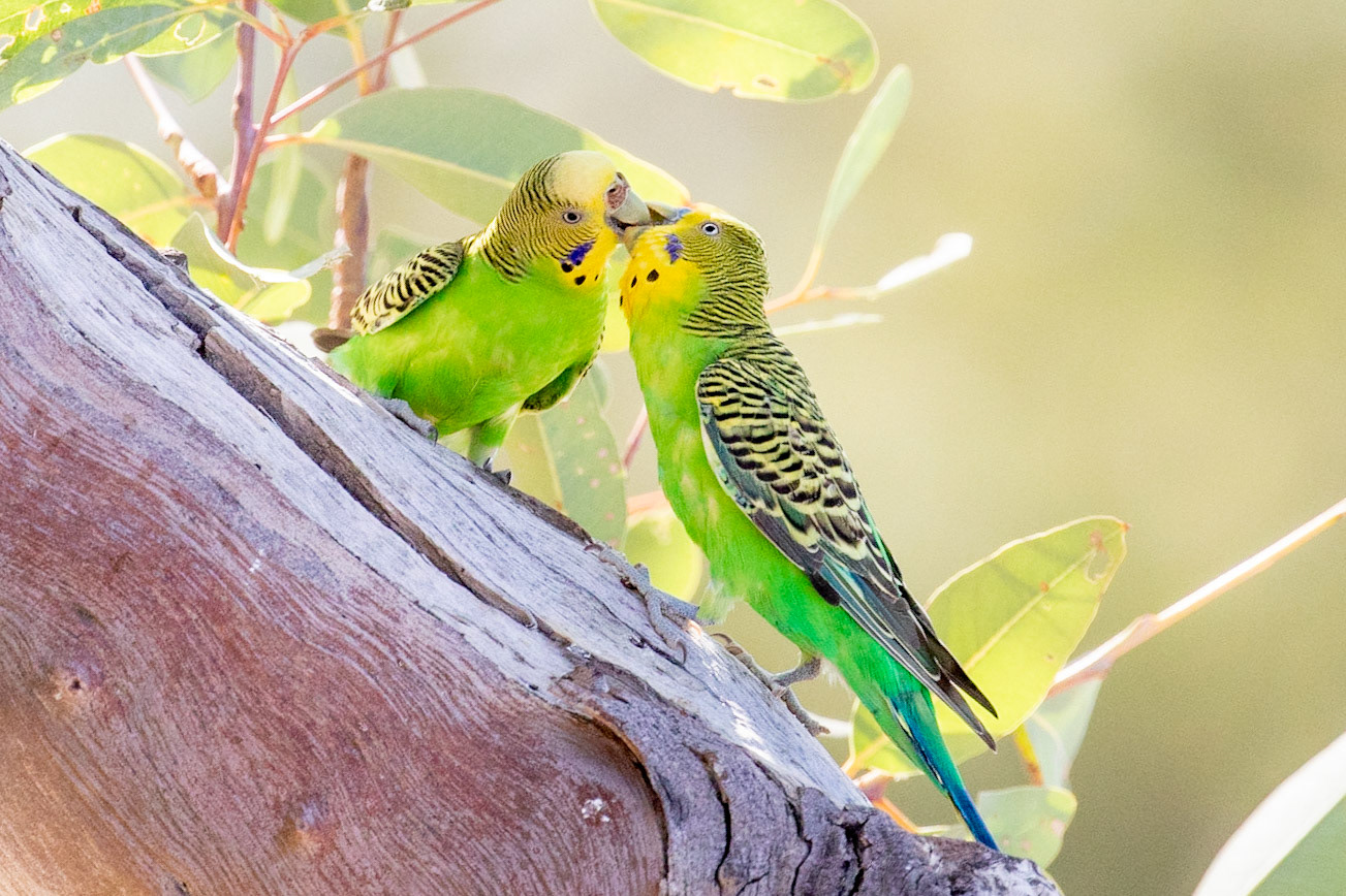 Budgie Love