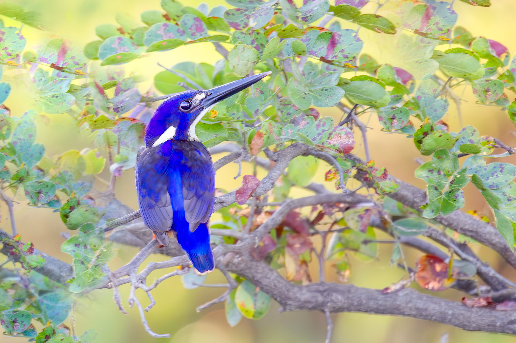 Azure Kingfisher - Kakadu NT