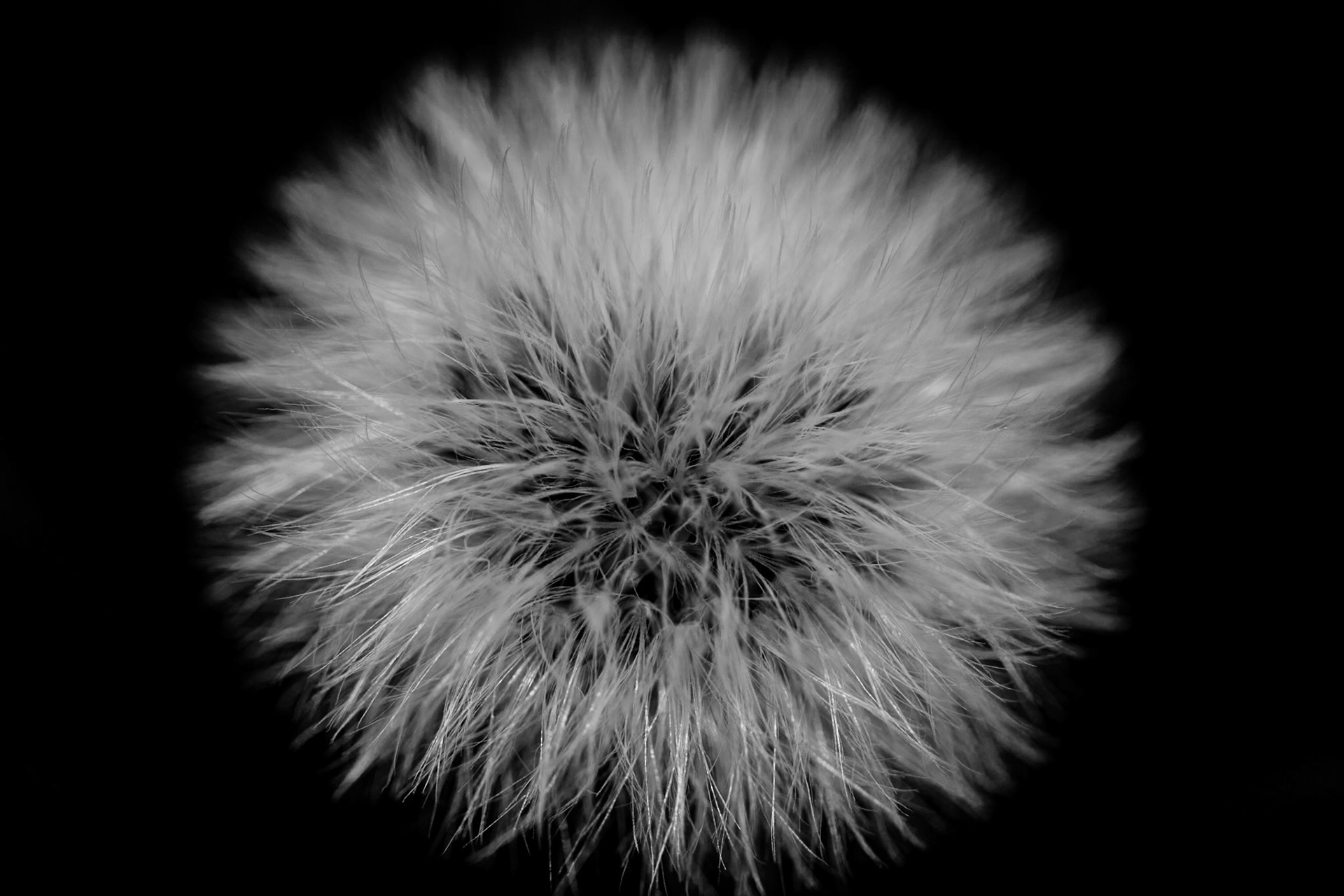 Make a Wish