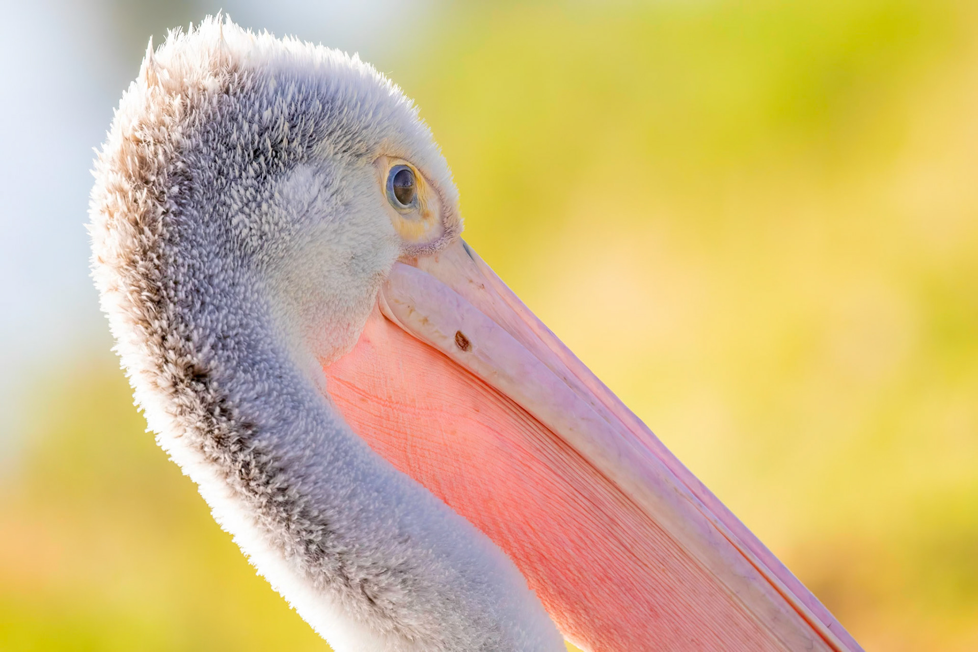 Australian Pelican 2