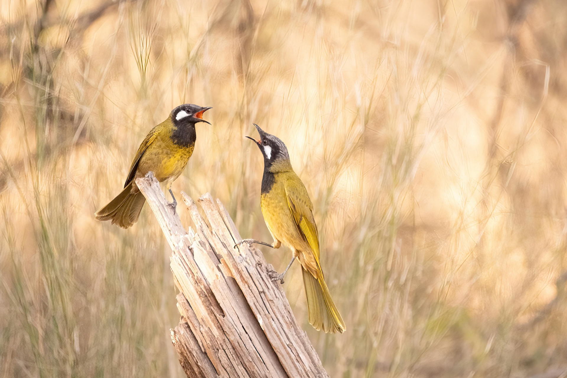 White-eared Honeyeaters