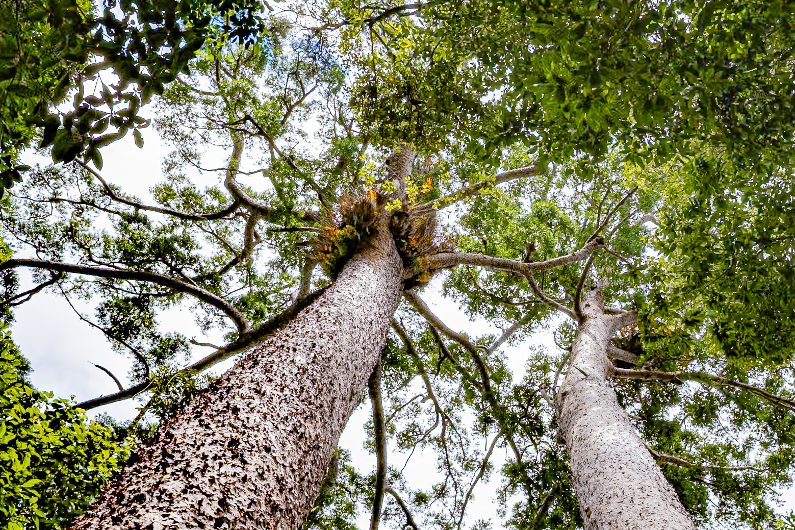 Kauri Trees