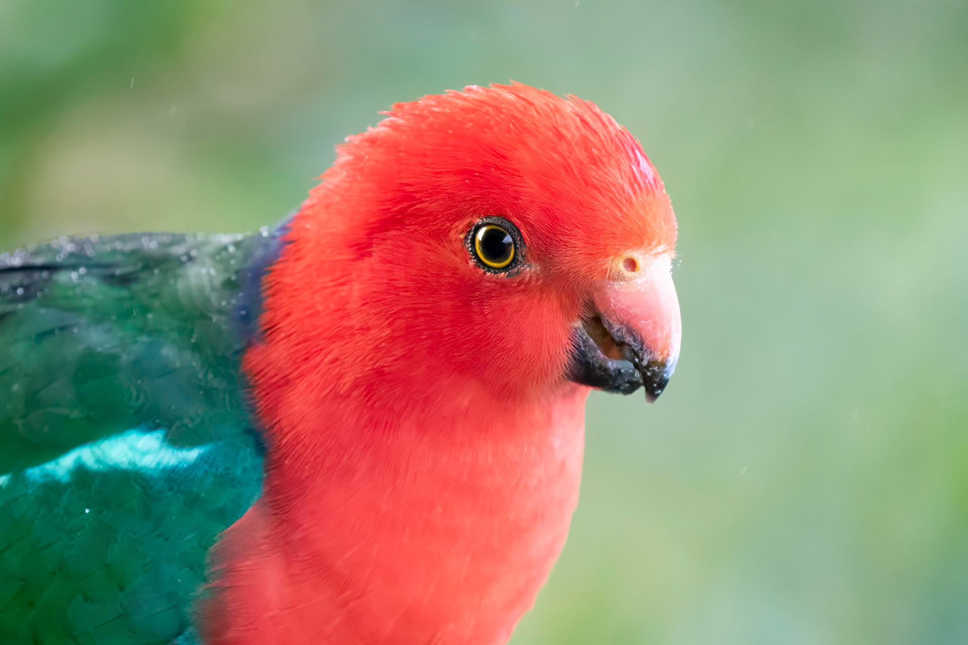 KIng Parrot