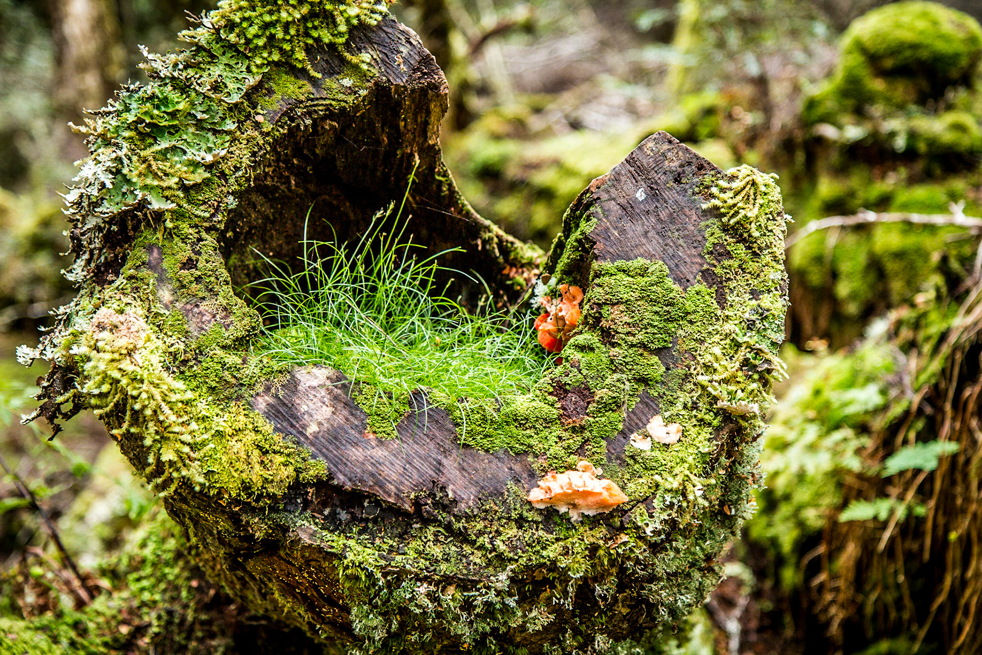 Captain Billy's Cradle Mt TAS