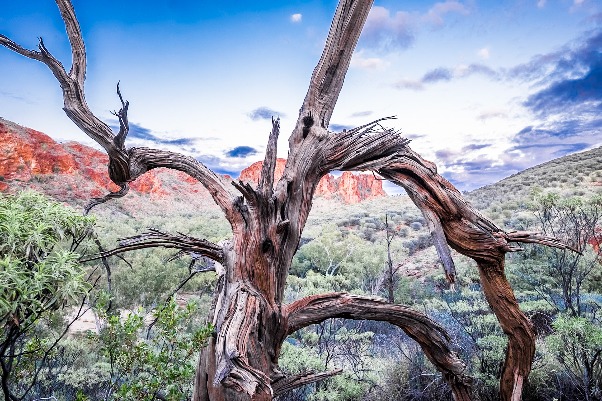 Trephina Tree - NT