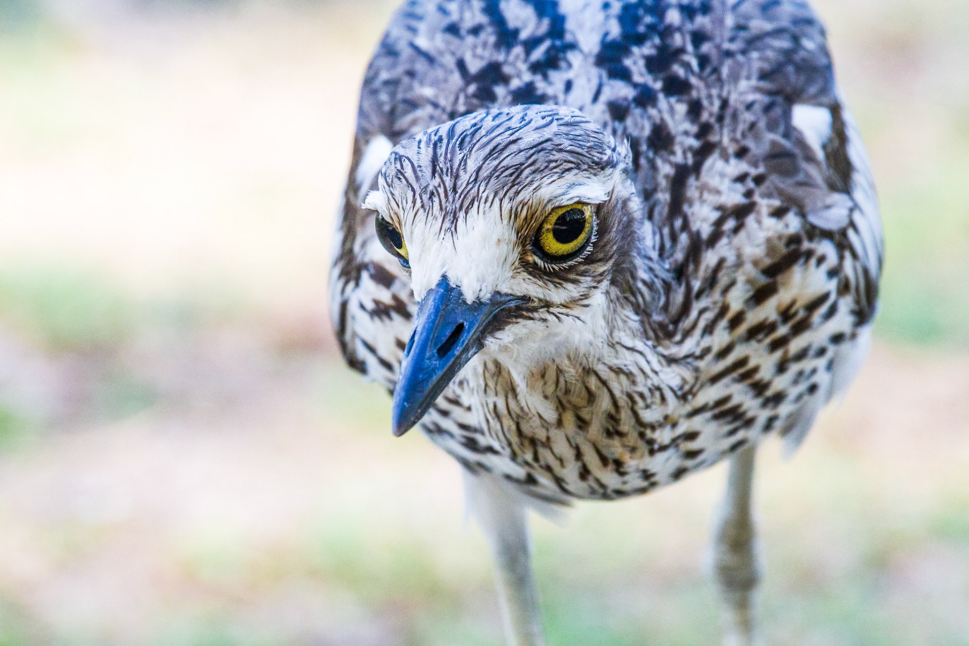 Bush Stone-curlew