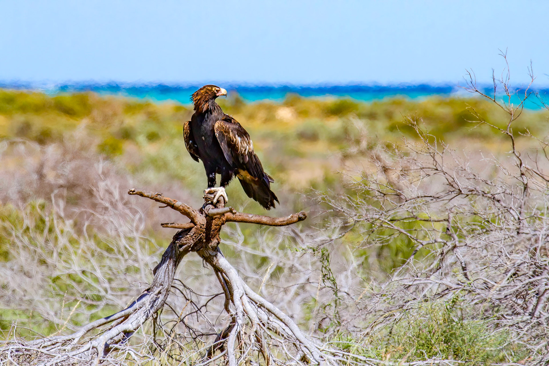 Wedgetail Eagle - Exmouth WA