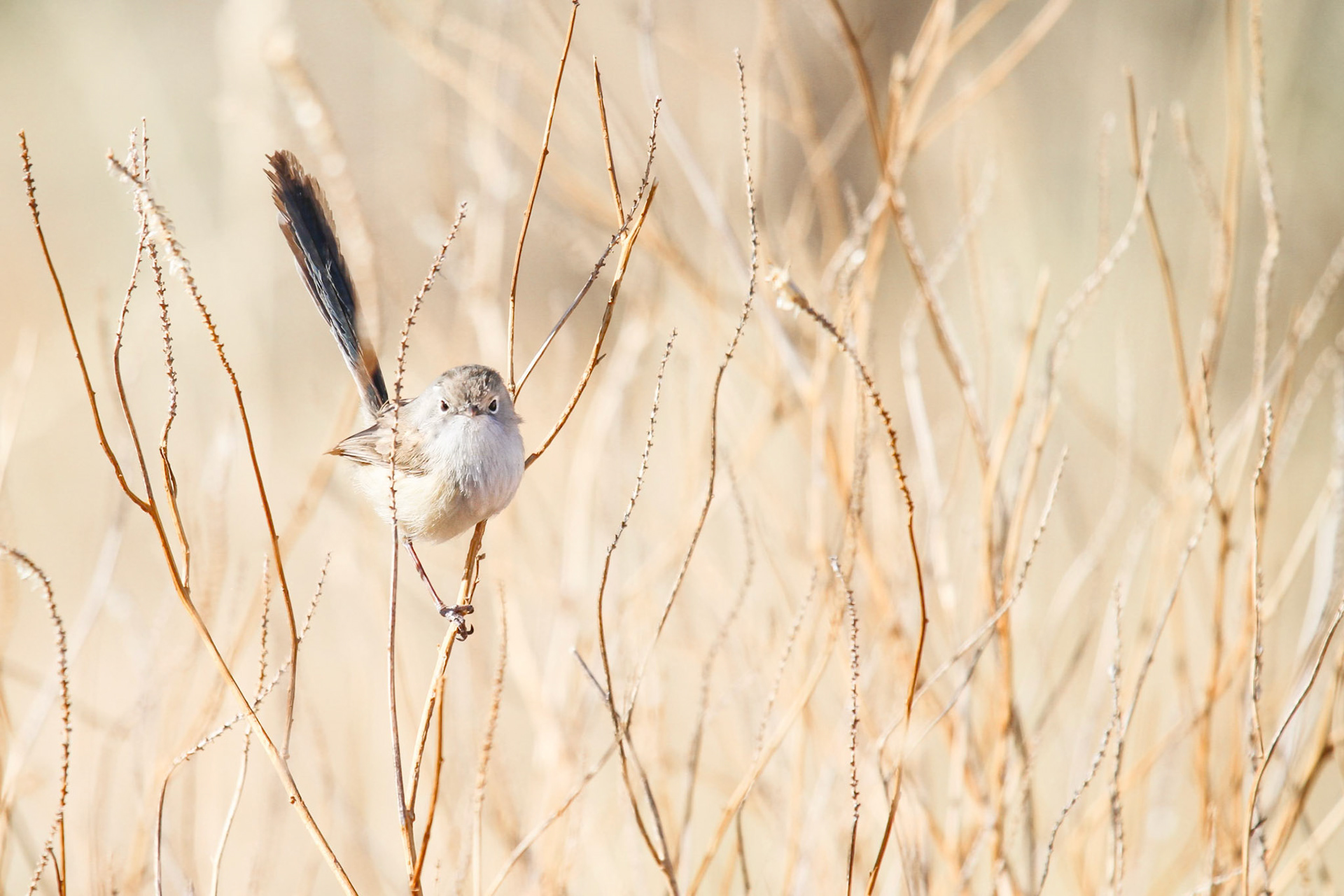 Purple-backed Fairywren