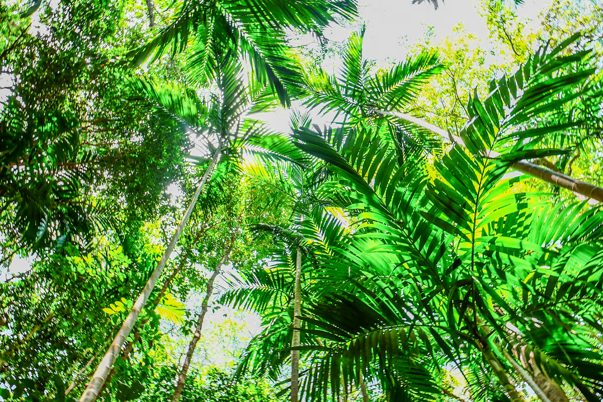Palm Forest Whitsunday Peak QLD