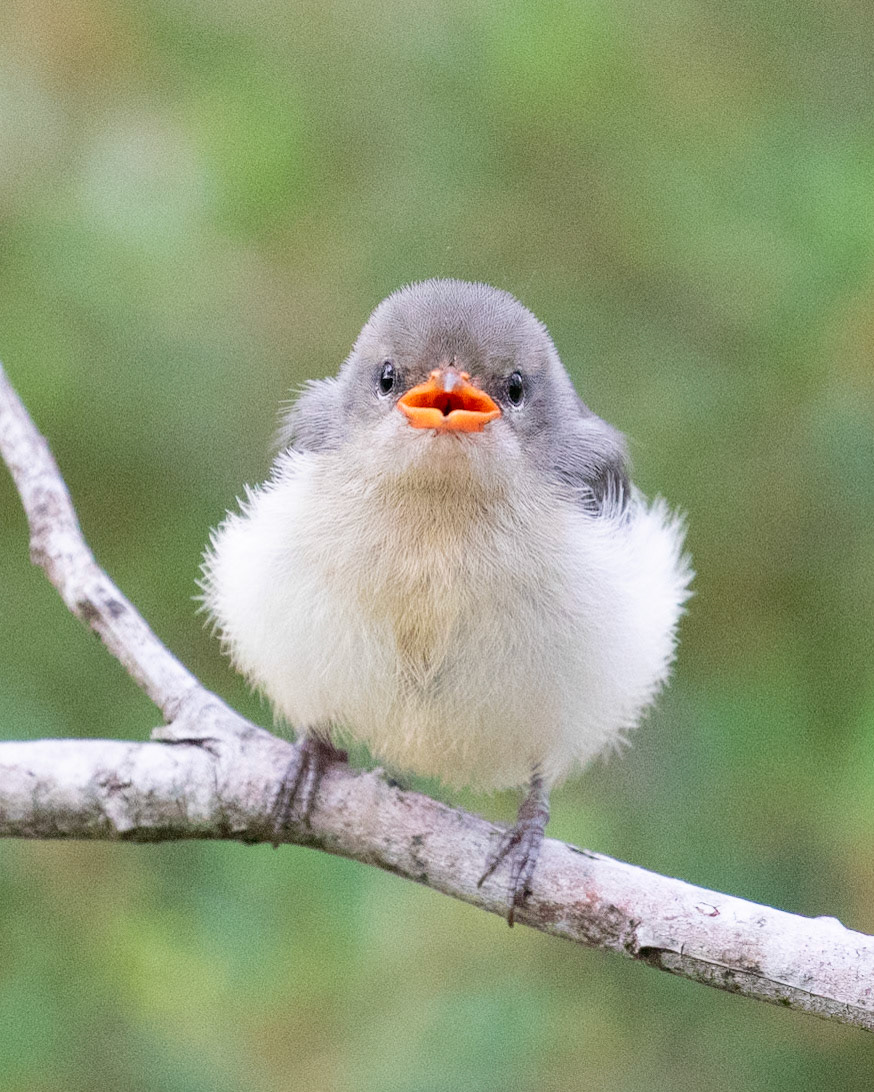 Mistletoebird Chick
