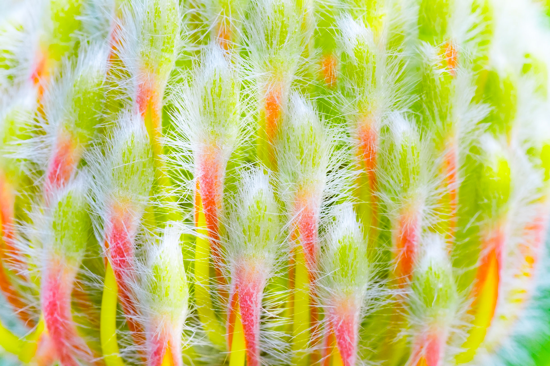 Abstract Macro of a beautiful Emu Bush Flower of Western Australia.