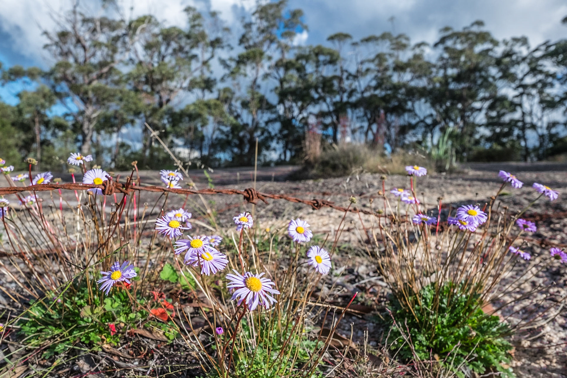 This old barbed wire fence was the old QLD NSW border at Girraween NP.