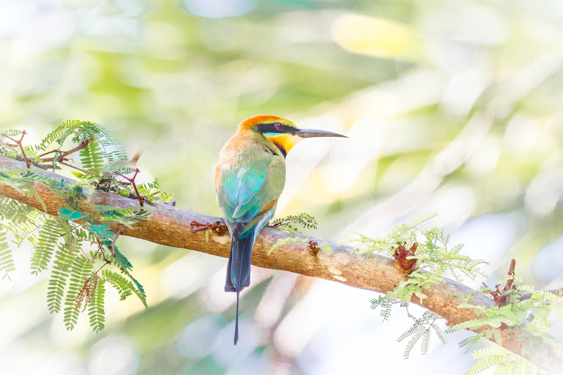 A Rainbow Bee Eater catches a breath at Darwin Botanical Gardens NT