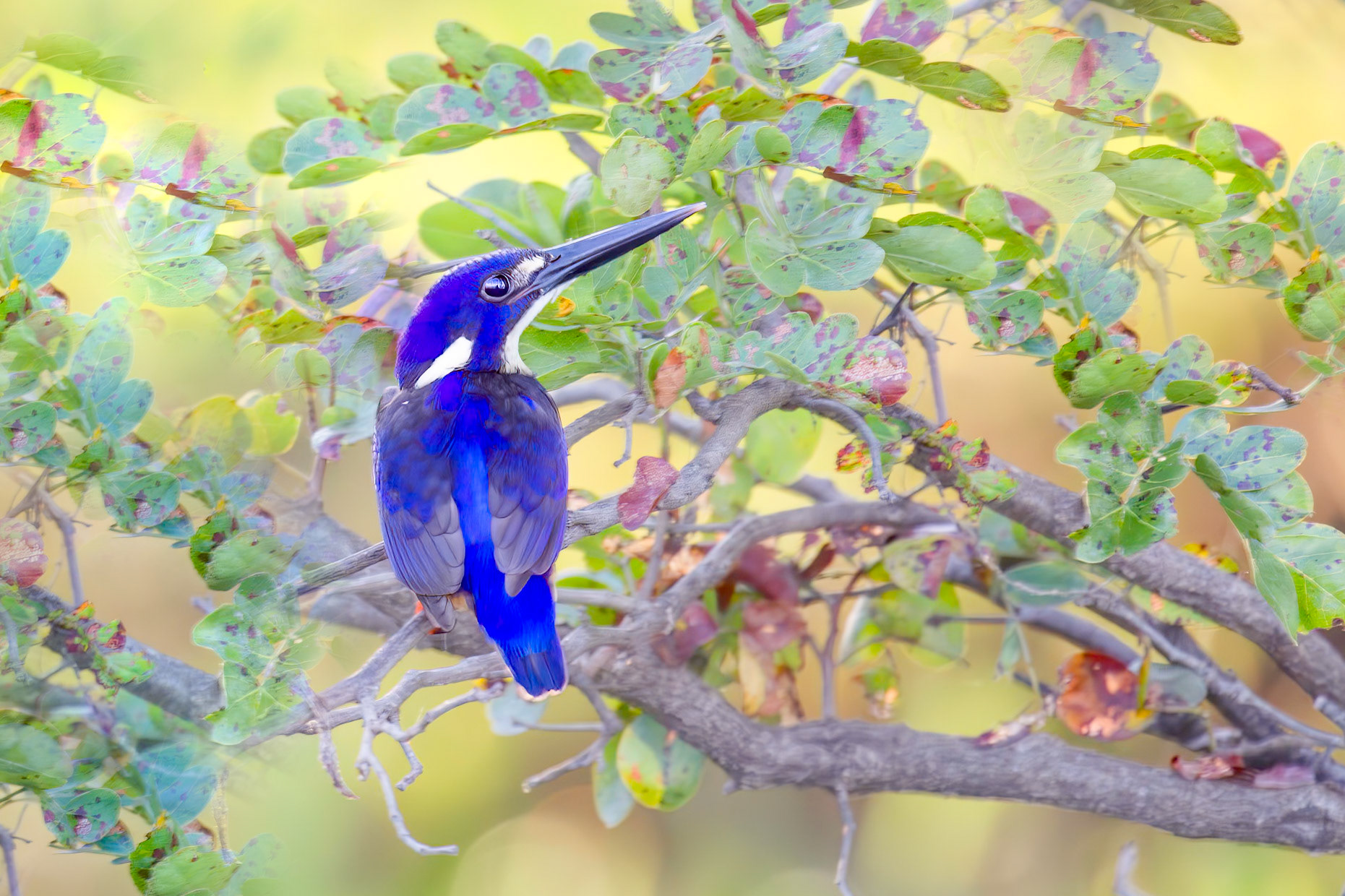 Azure Kingfisher - Kakadu NT