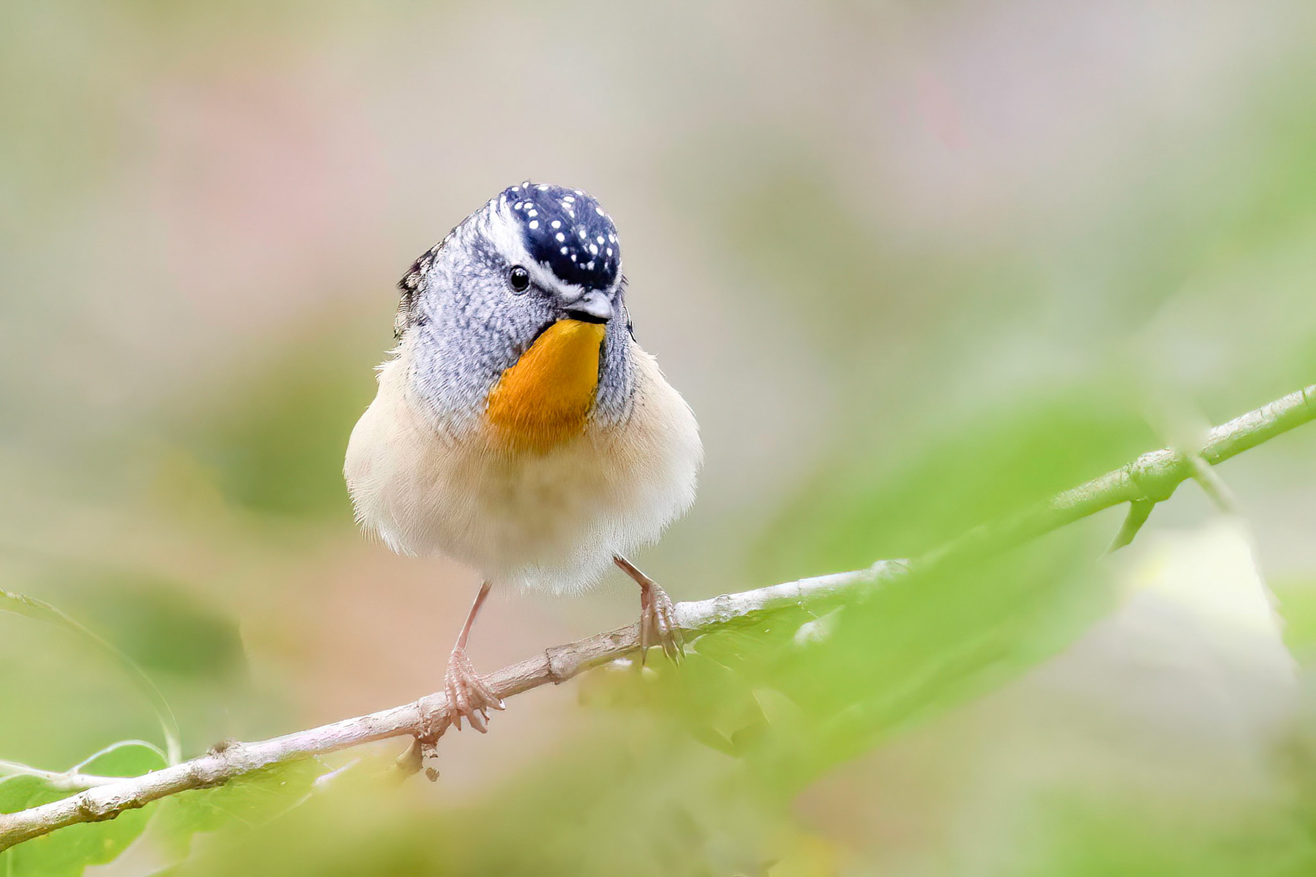 One of Australias tiniest birds. So beautiful.