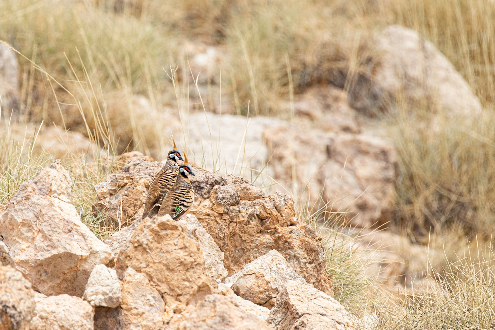 Spinifex Pigeons