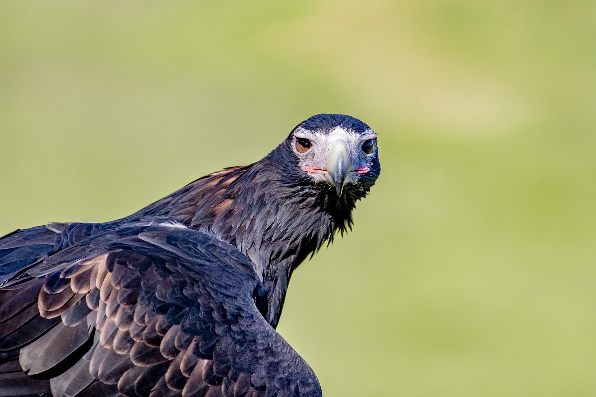 Wedge-tail Eagle