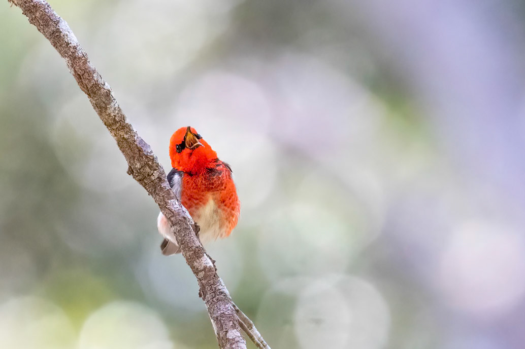 Scarlet Myzomela