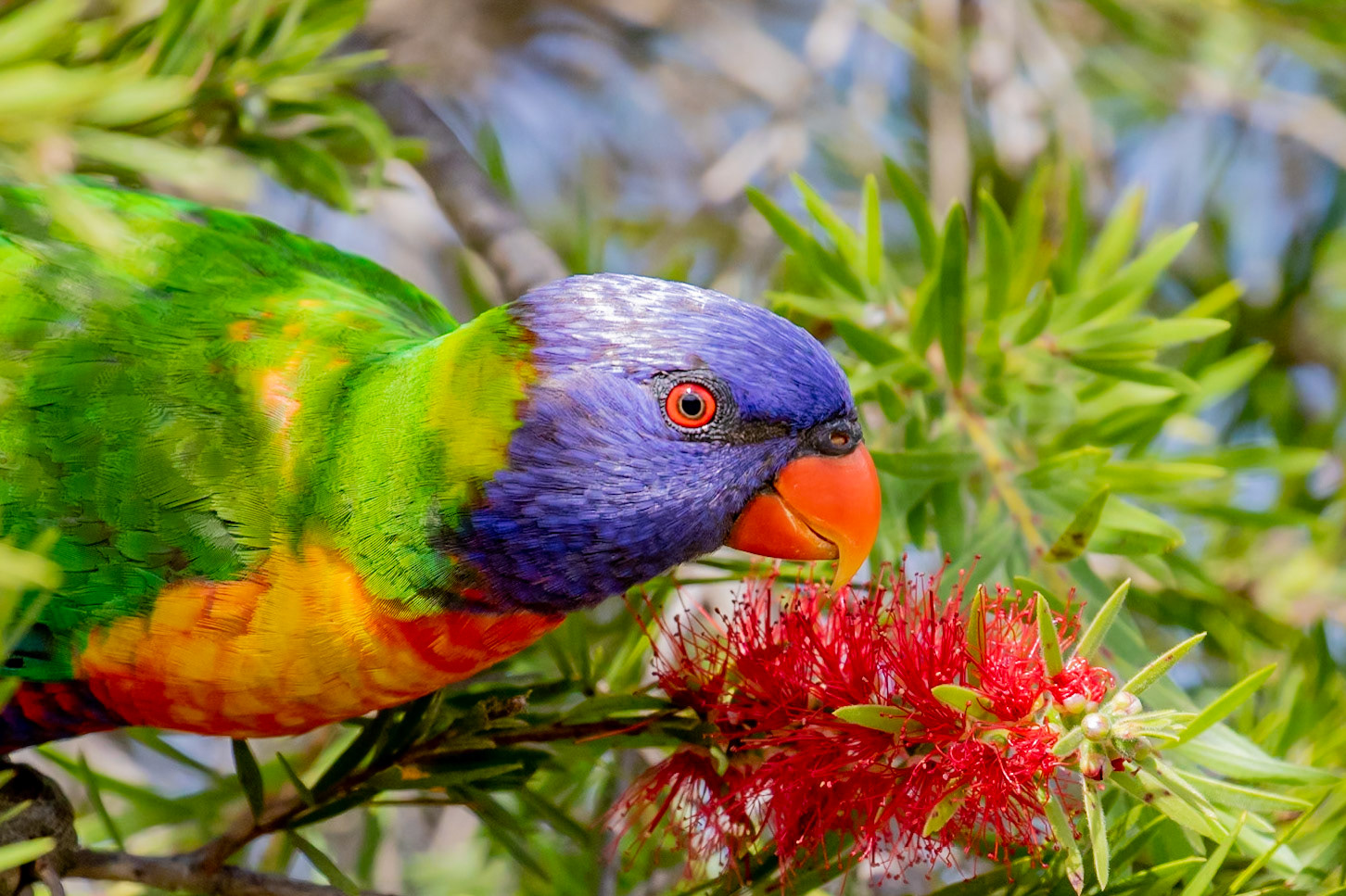 Always such happy birds. :)