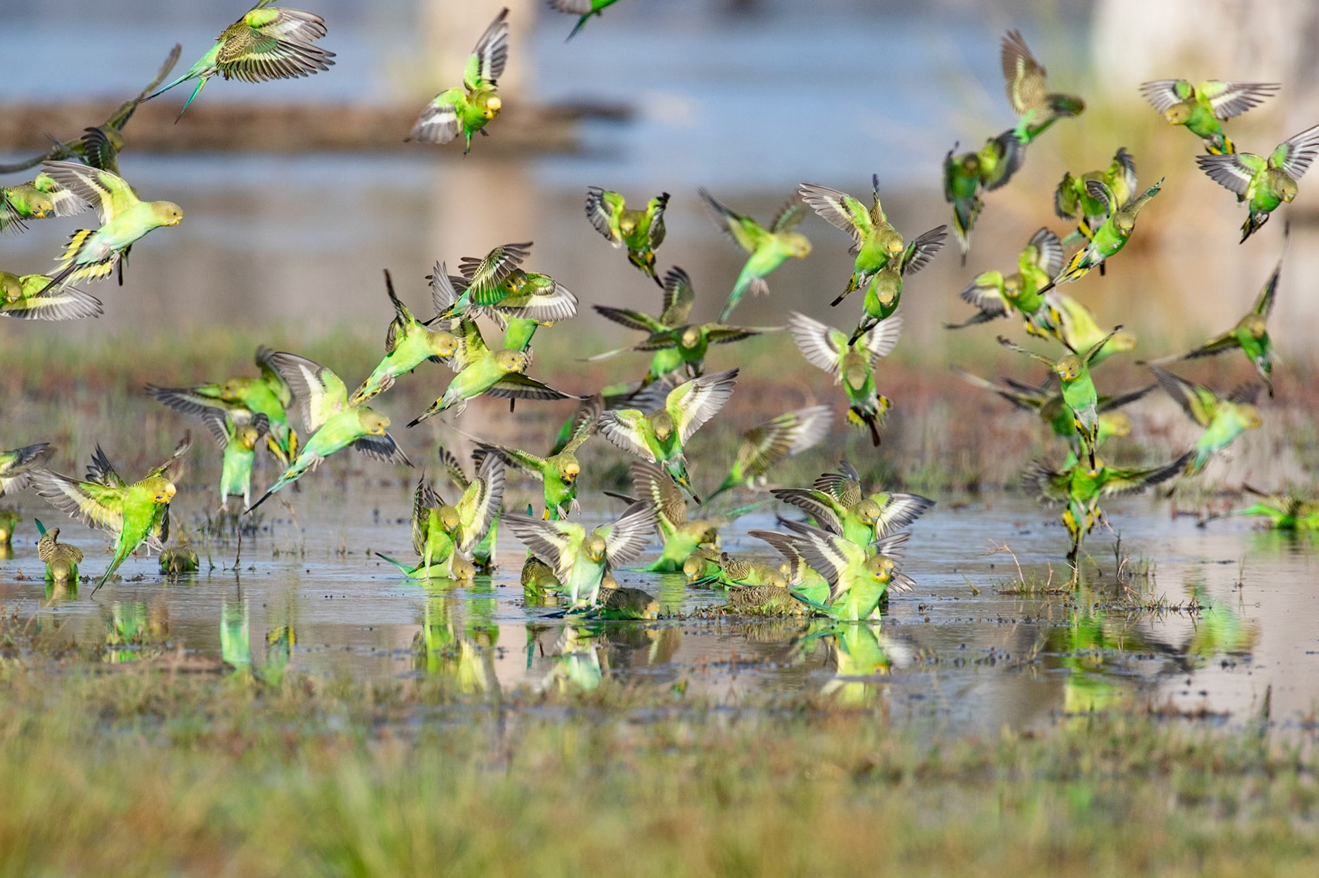Budgerigars Waterhole