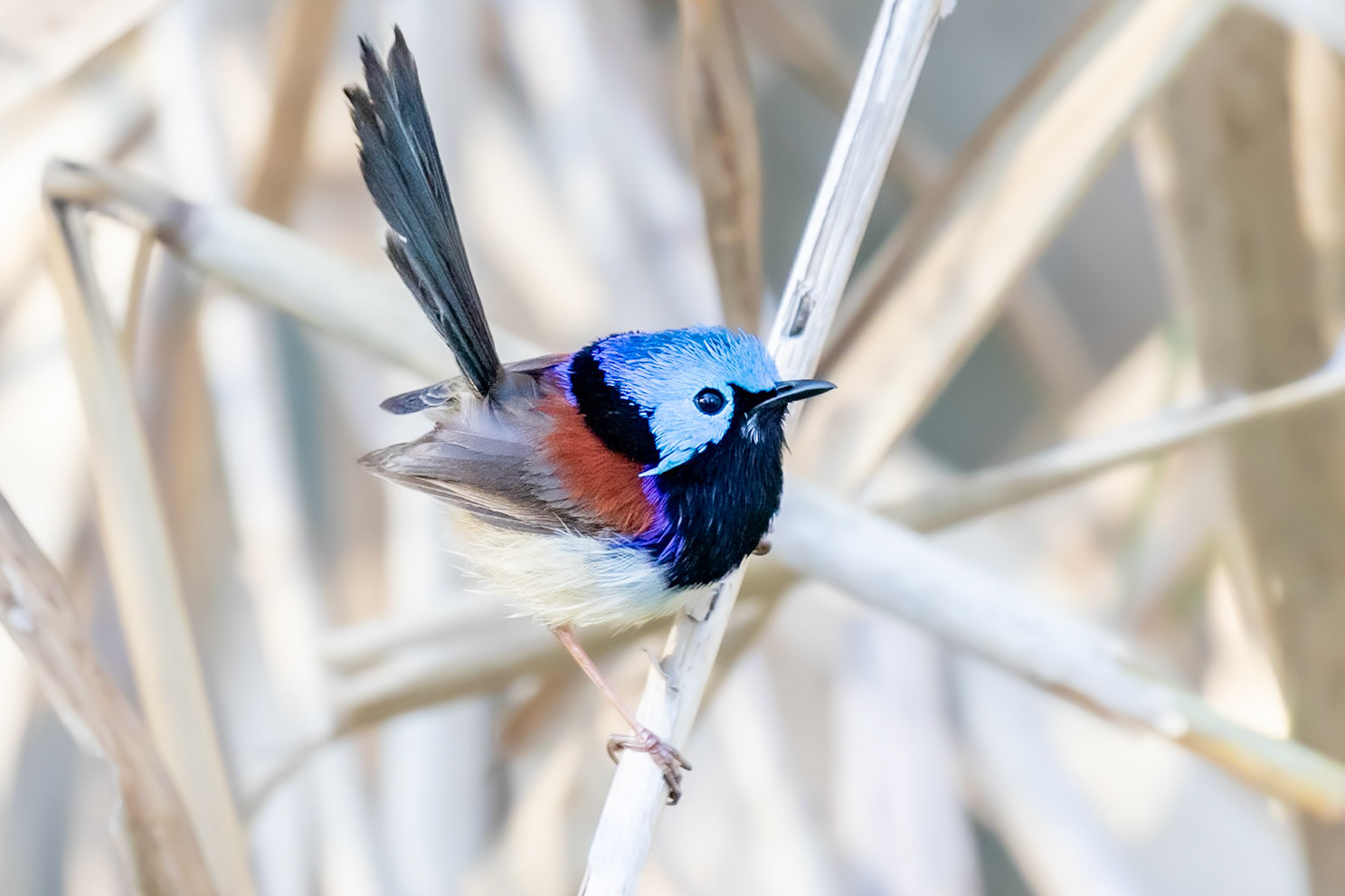 Male Variegated Fairywren popping out of the undergrowth for his afternoon snack.