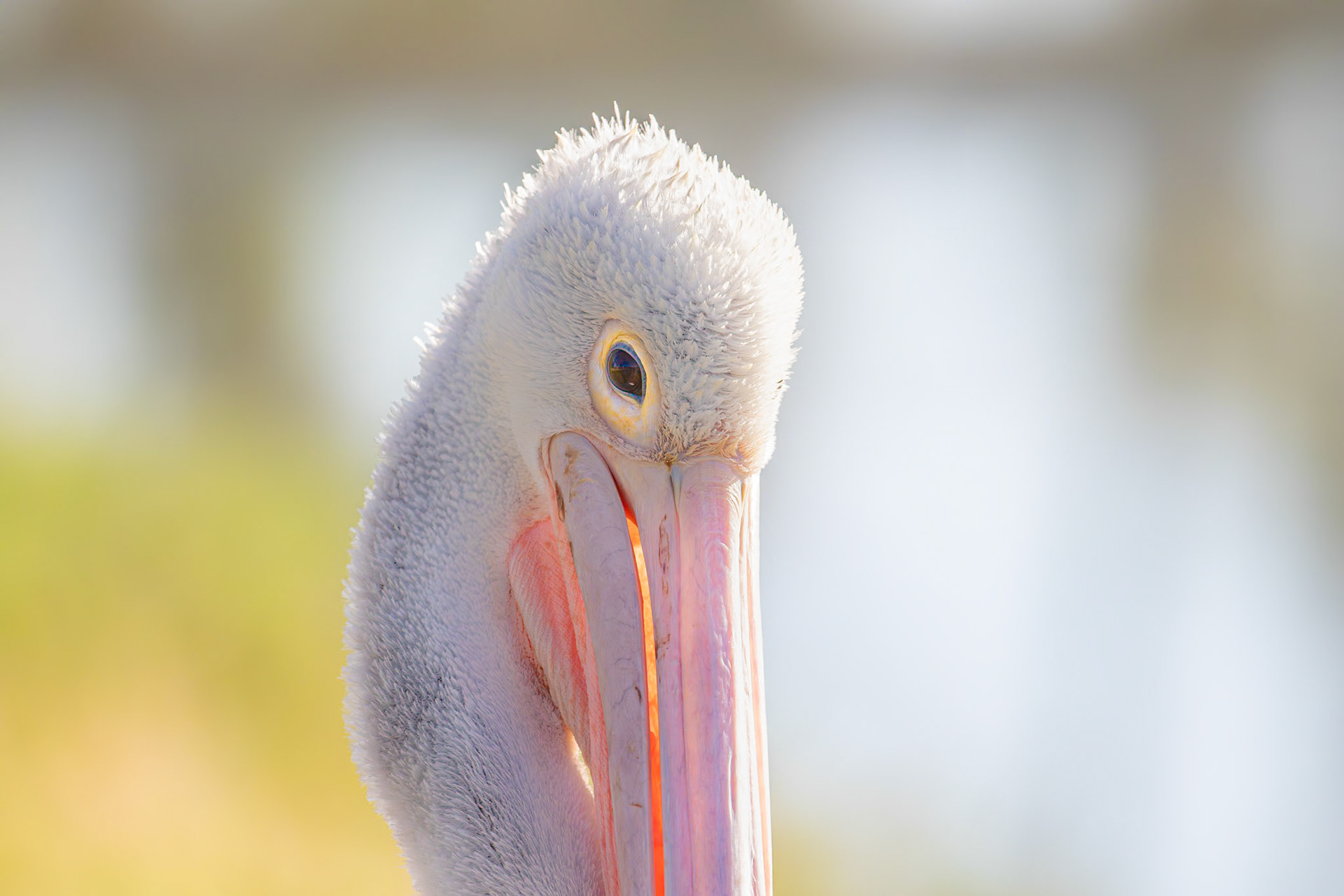 2 Australian Pelican