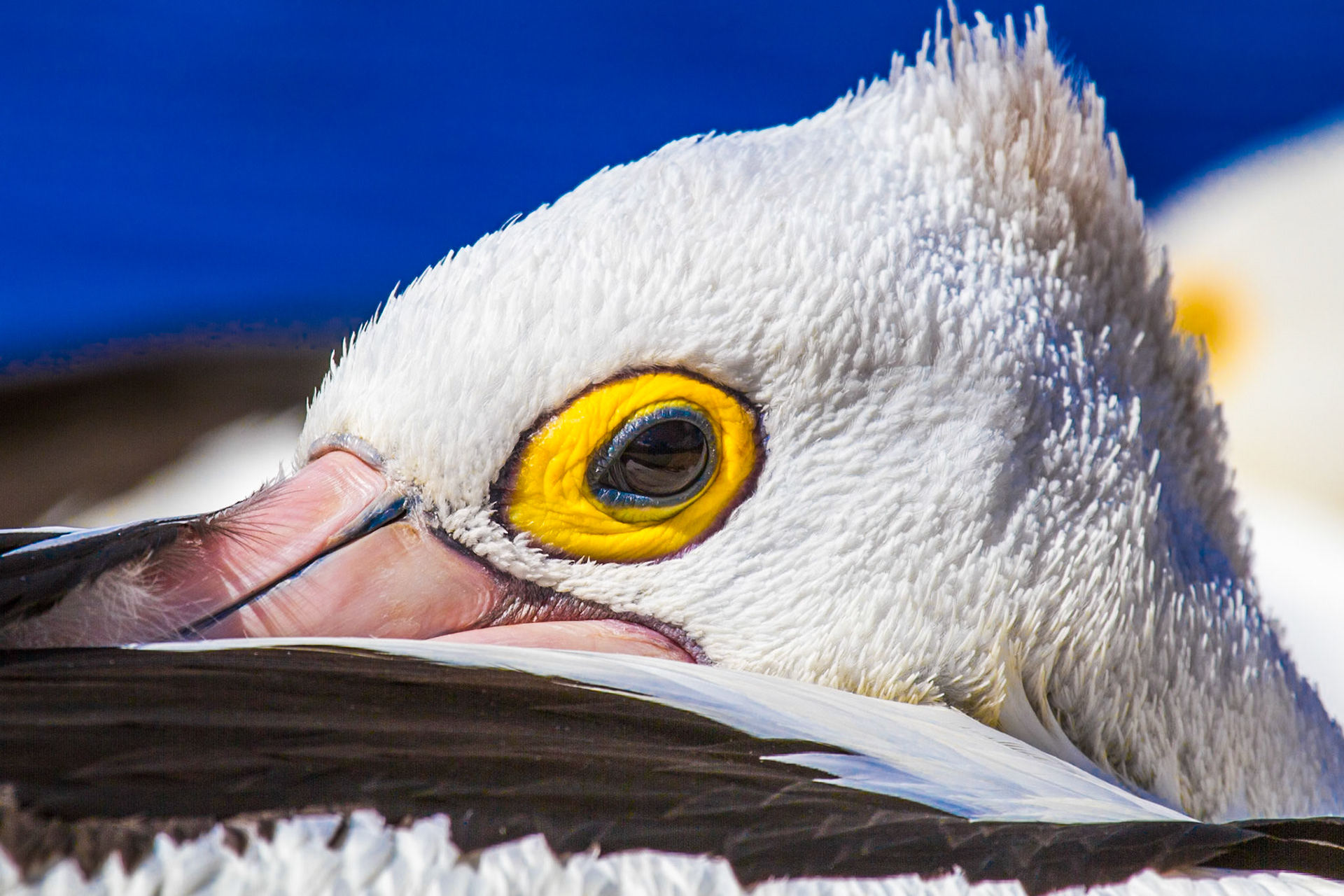 A Pelican keeps one eye on me as it rests.