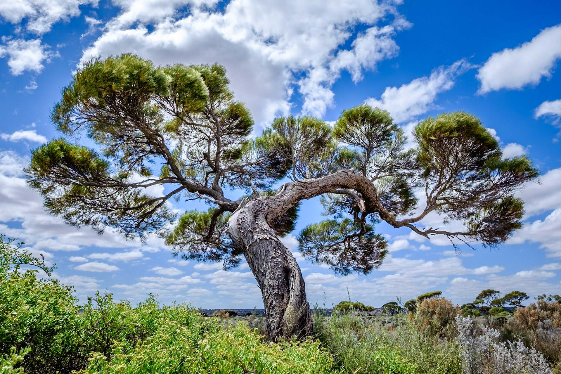 Twisted Tree - Nullarbor WA