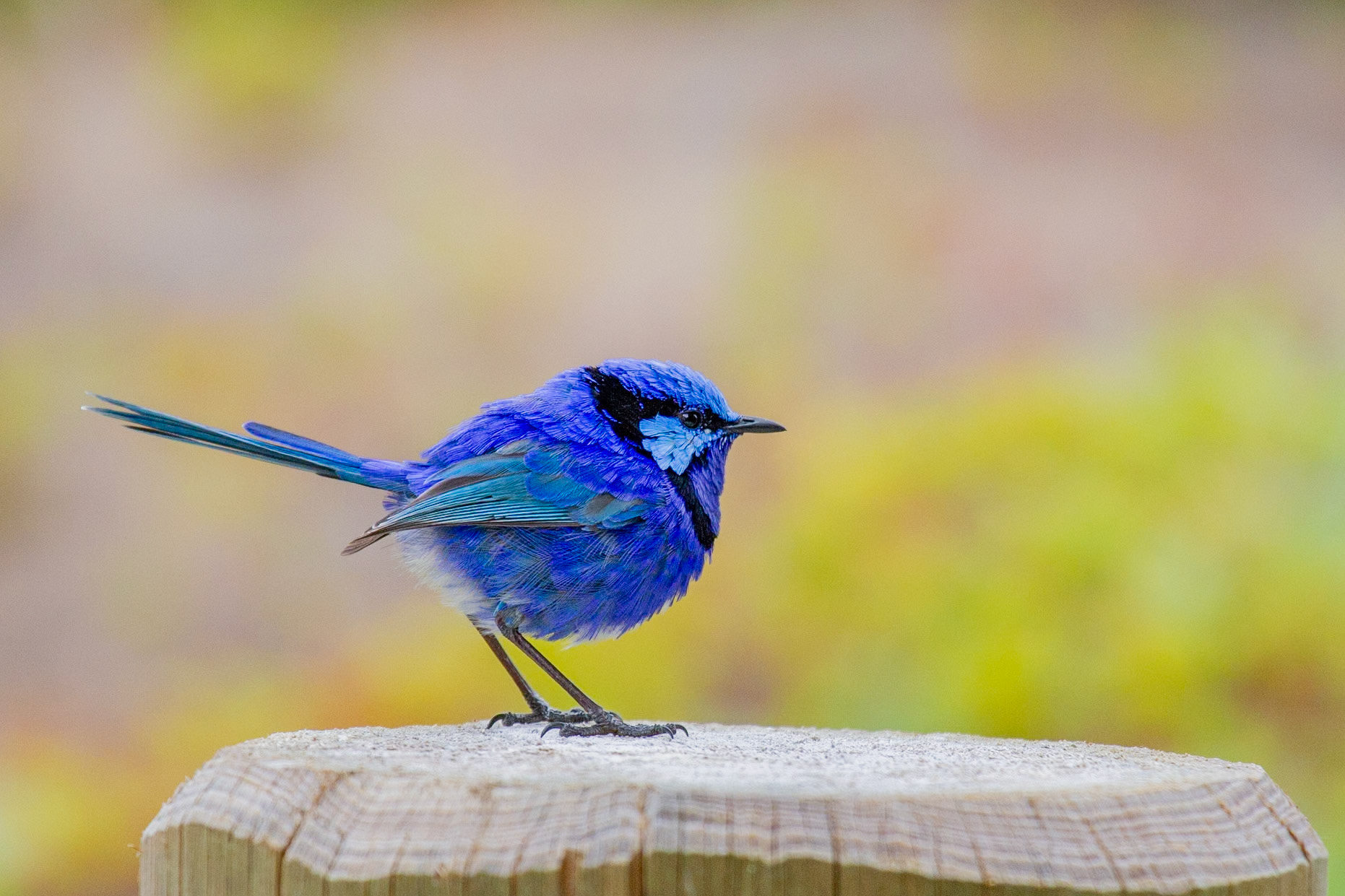 Splendid Fairy Wren - Margaret River WA