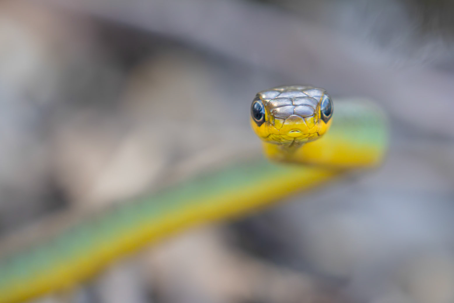 Green Tree Snake