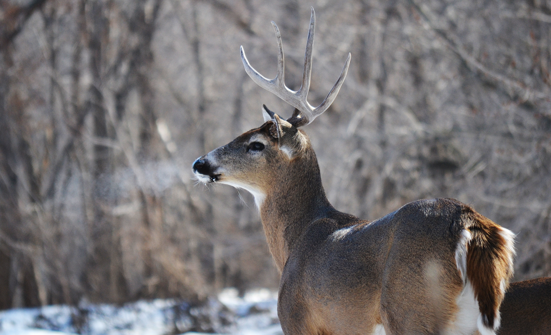White-tailed Deer. Fort Snelling State Park. St. Paul, MN.