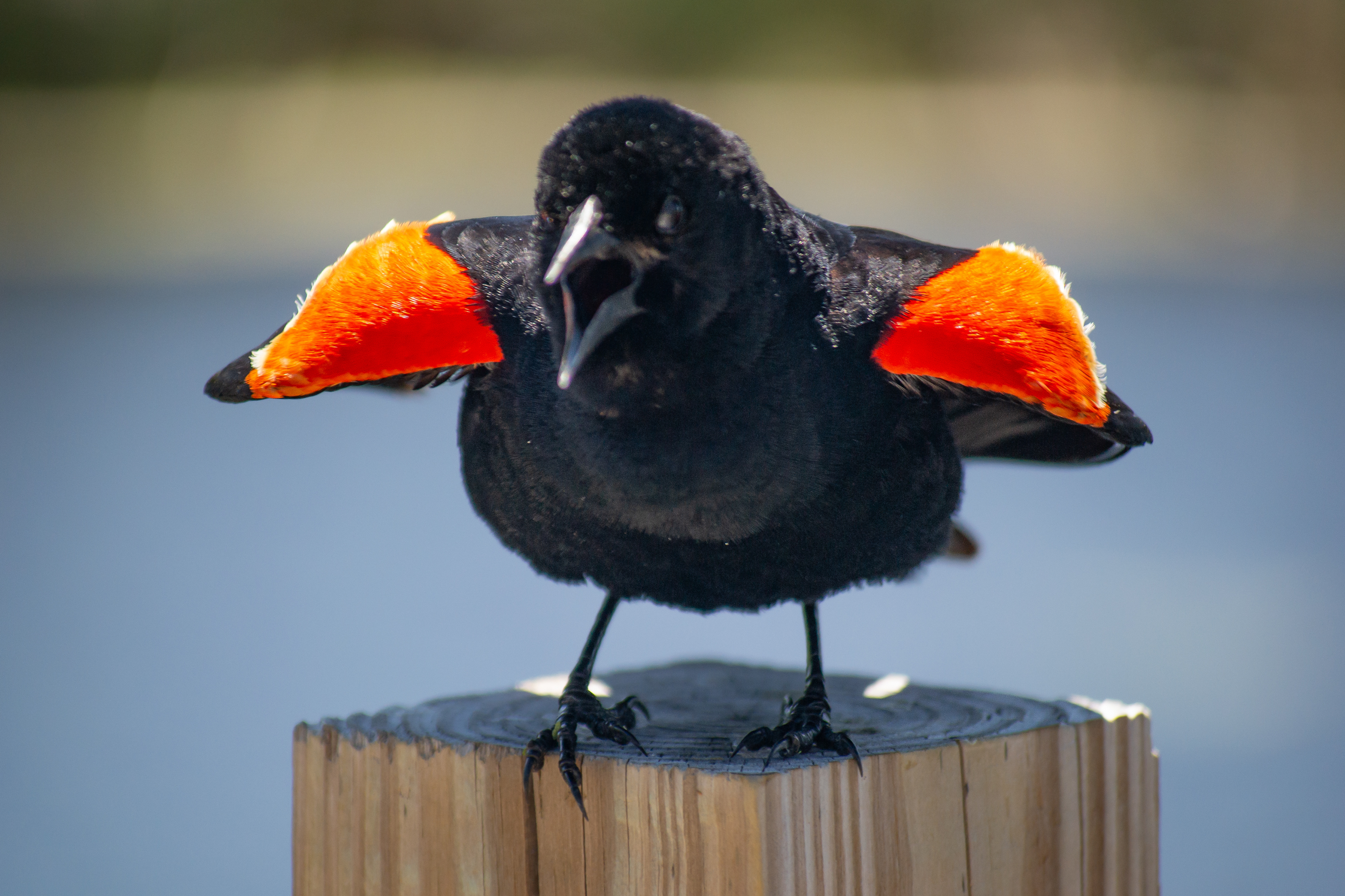 Red-winged Blackbird. Wood Lake Nature Center. Richfield, MN..