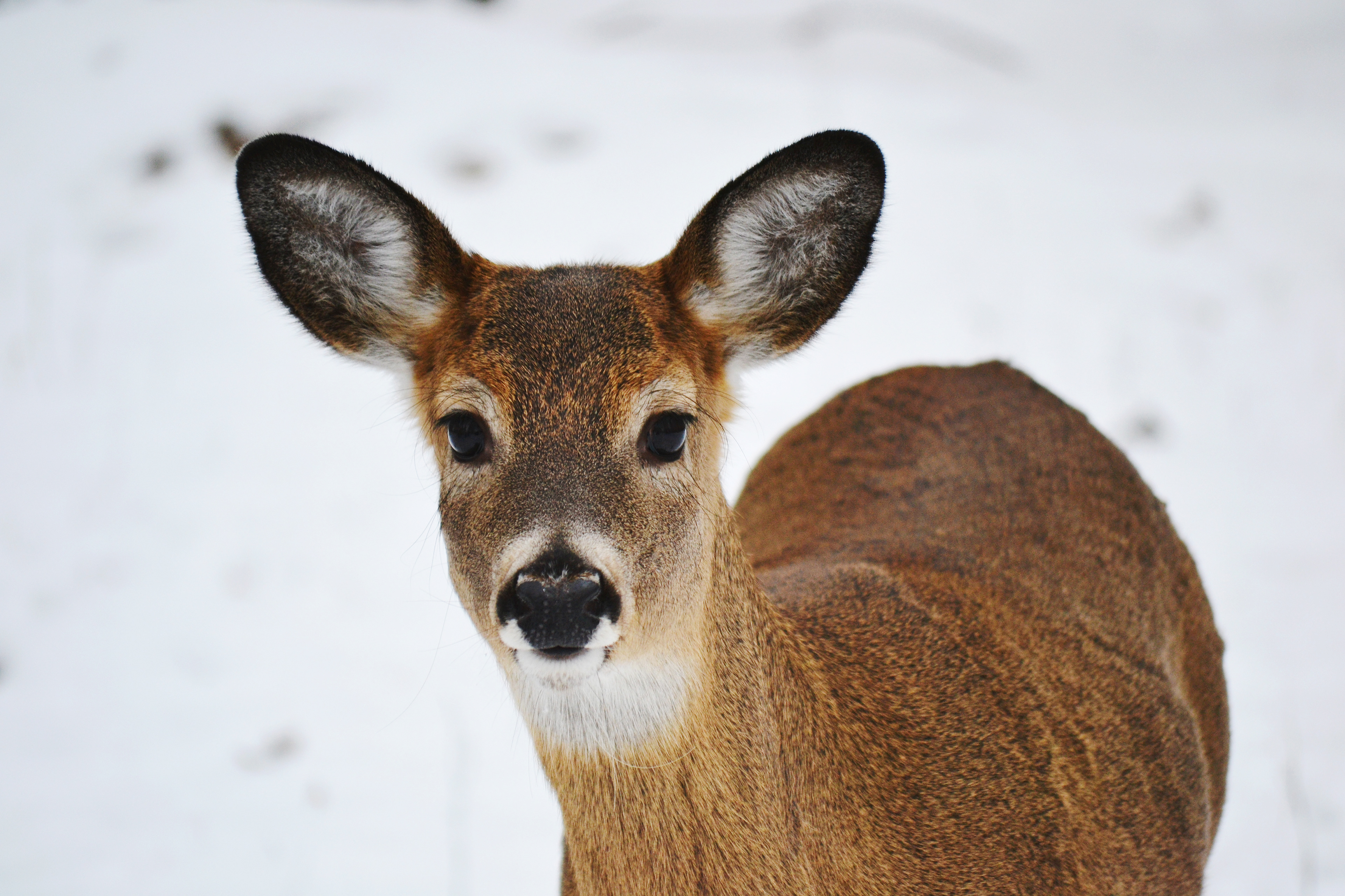 White-tailed Deer. Fort Snelling State Park. St. Paul, MN.