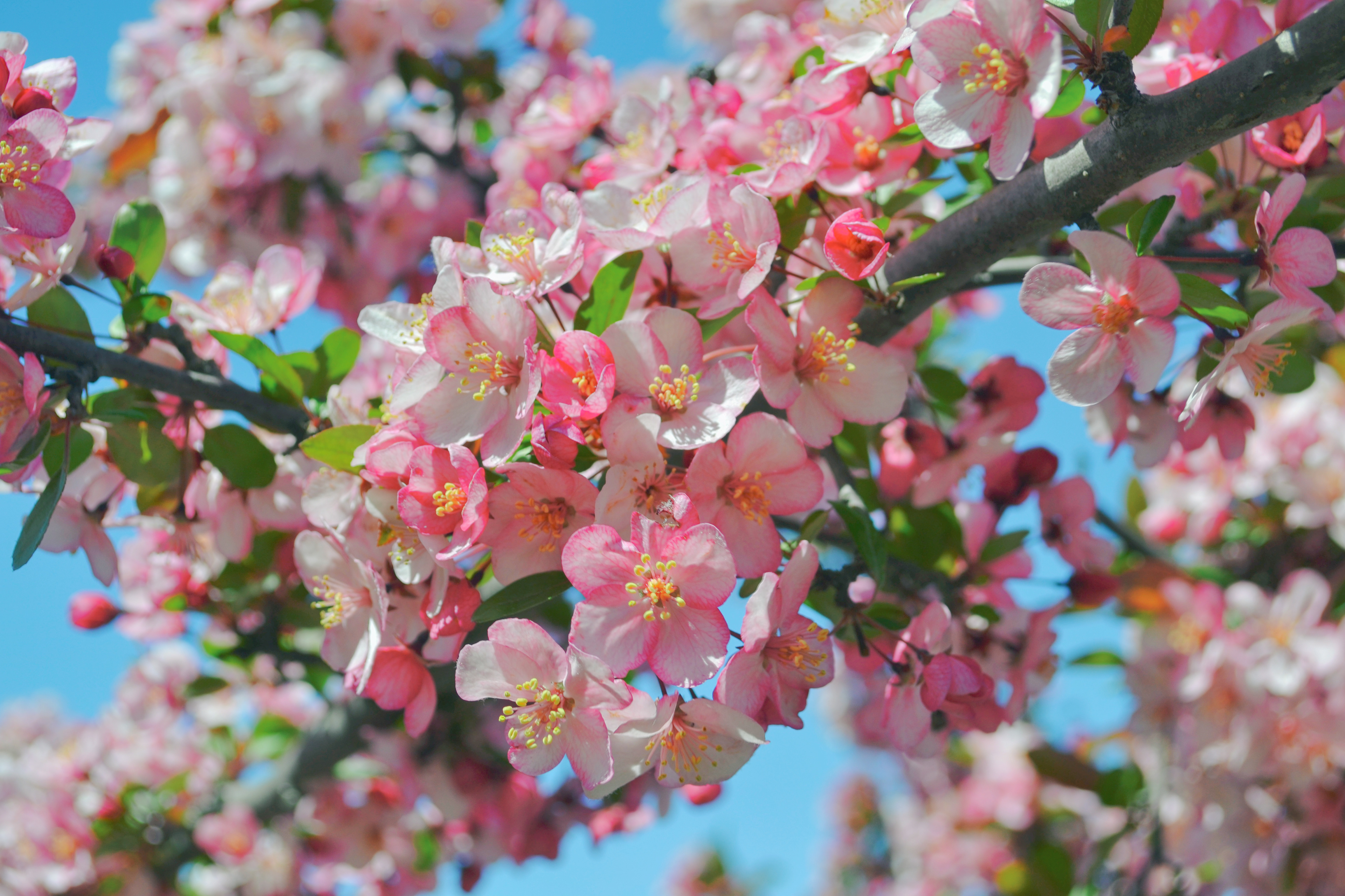 Lyndale Park Gardens