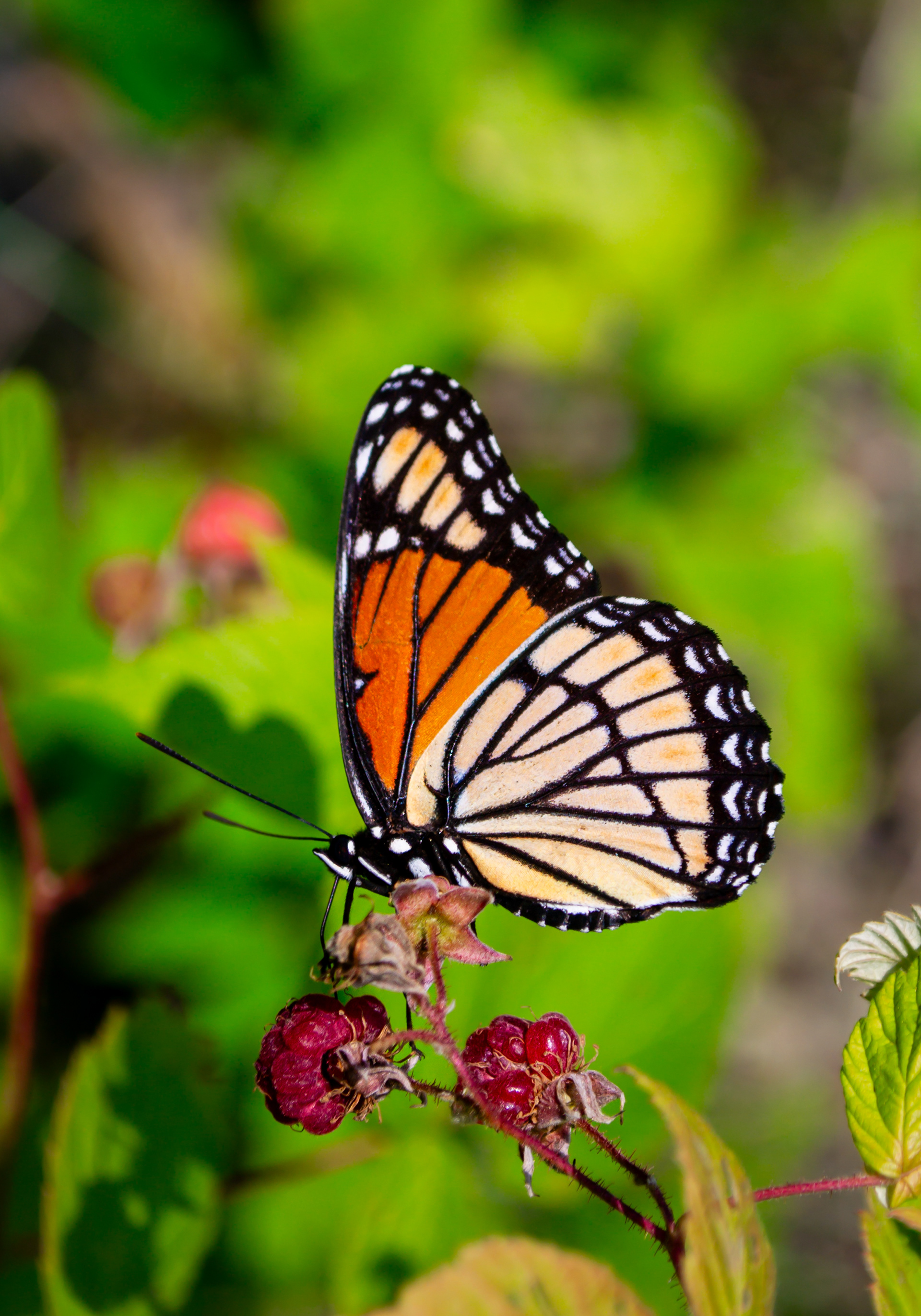 Monarch Butterfly 