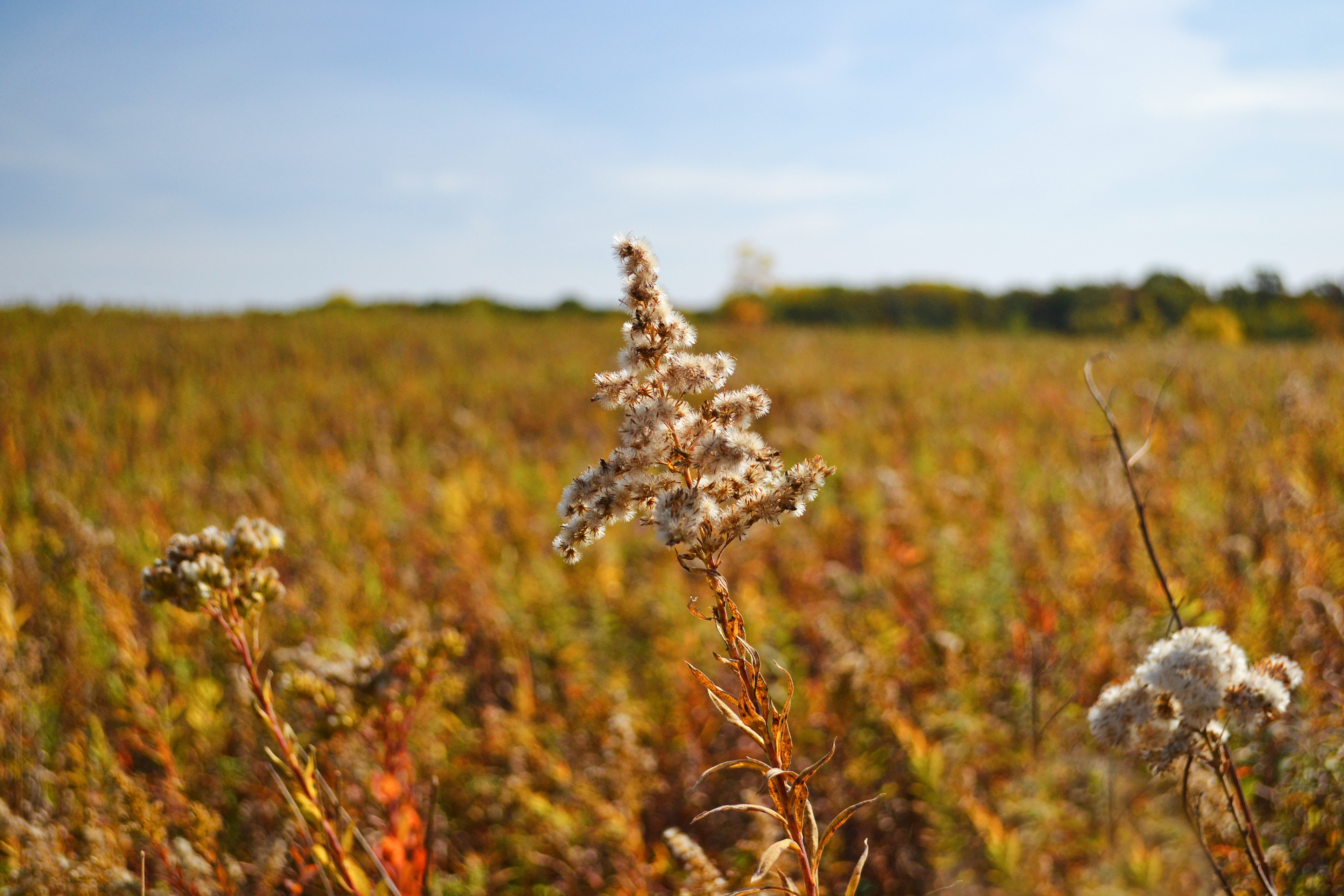 Murphy-Hanrehan Park Reserve