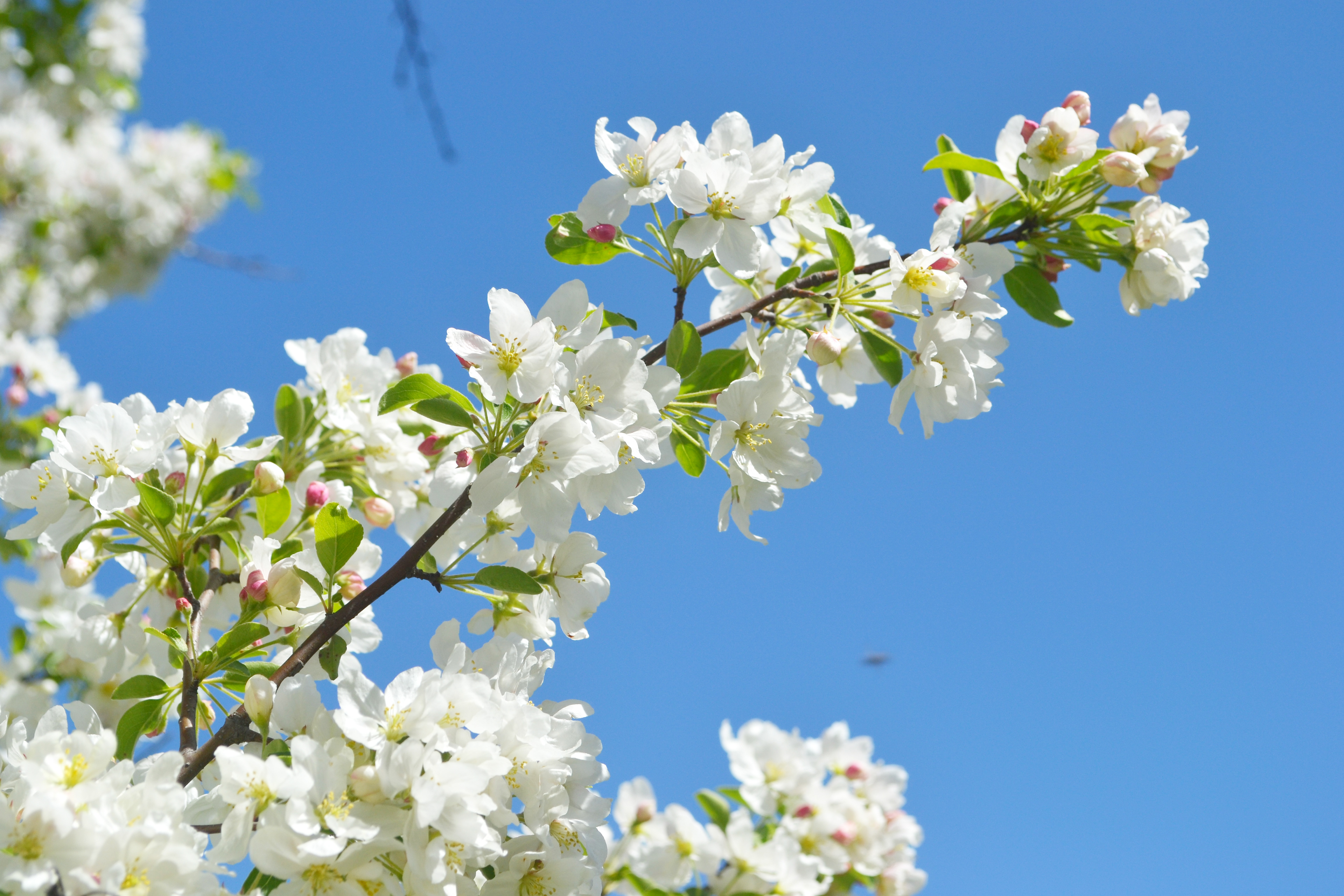 Minnesota Landscape Arboretum