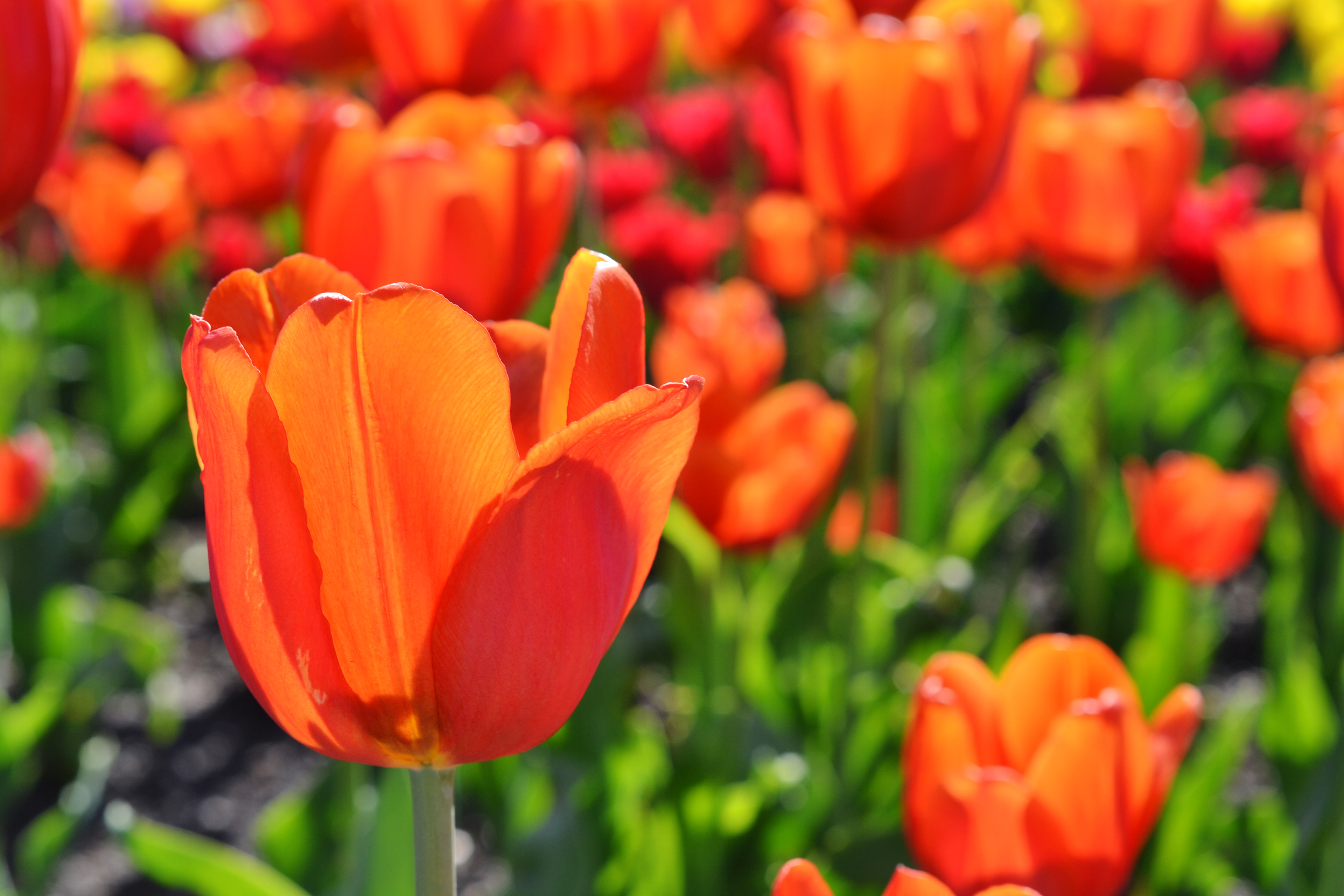 Minnesota Landscape Arboretum