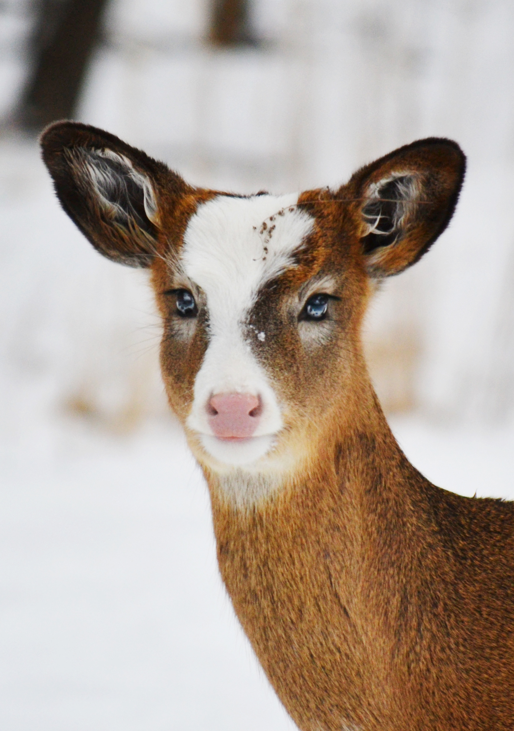 Piebald White-tailed Deer. Fort Snelling State Park. St. Paul, MN.
