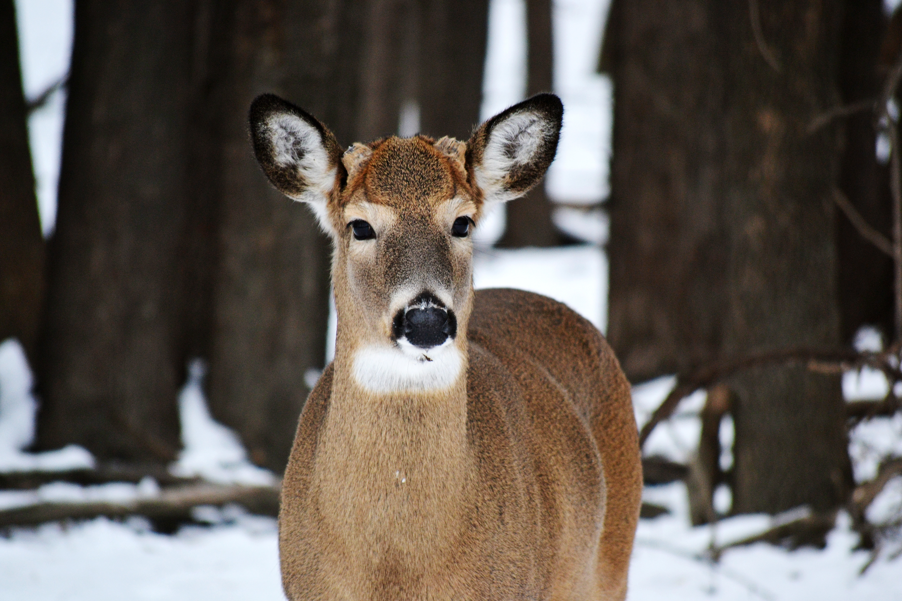 White-tailed Deer. Fort Snelling State Park. St. Paul, MN.
