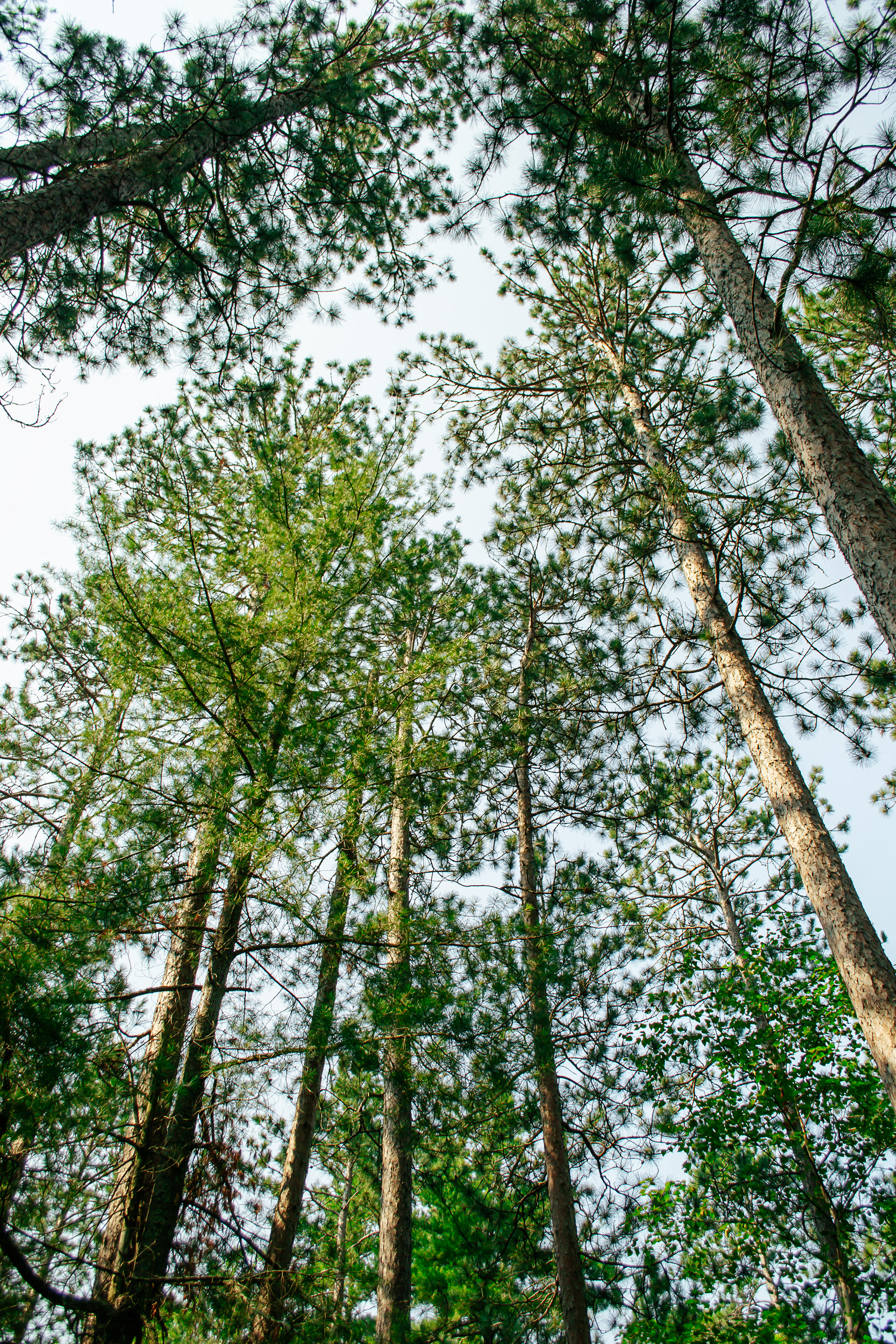 Itasca State Park.
