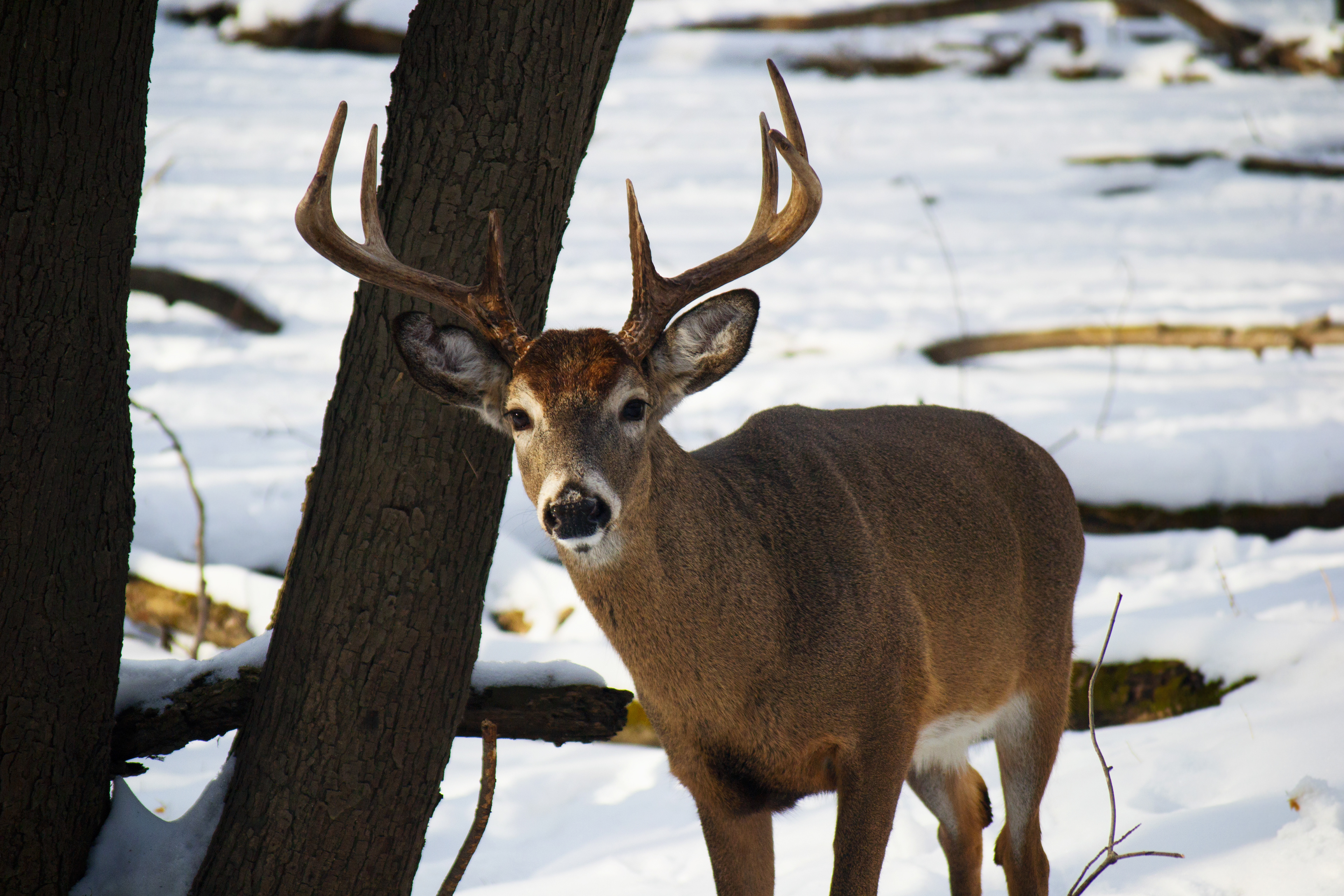 White-tailed Deer. Fort Snelling State Park. St. Paul, MN.