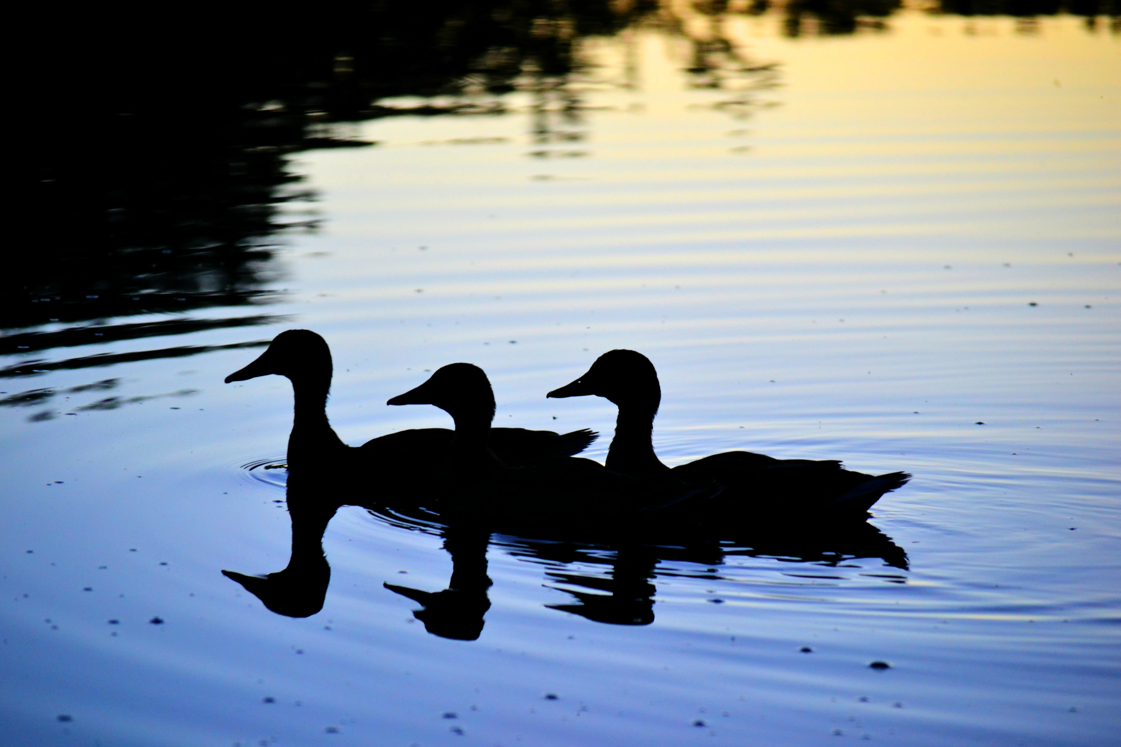 Mallards at sunset.